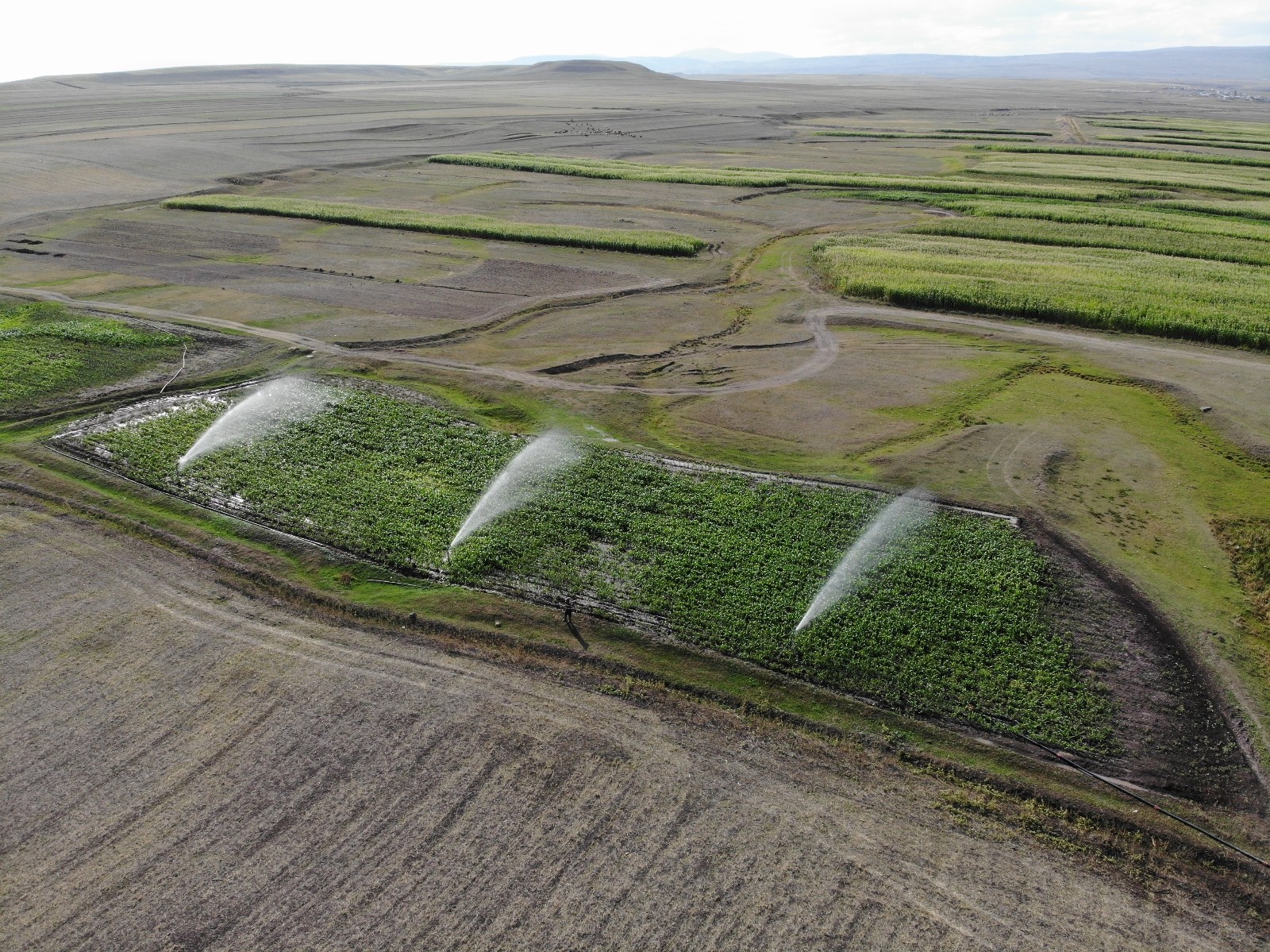 Kars’ta çiftçiler silajlık mısır ekimine yöneldi