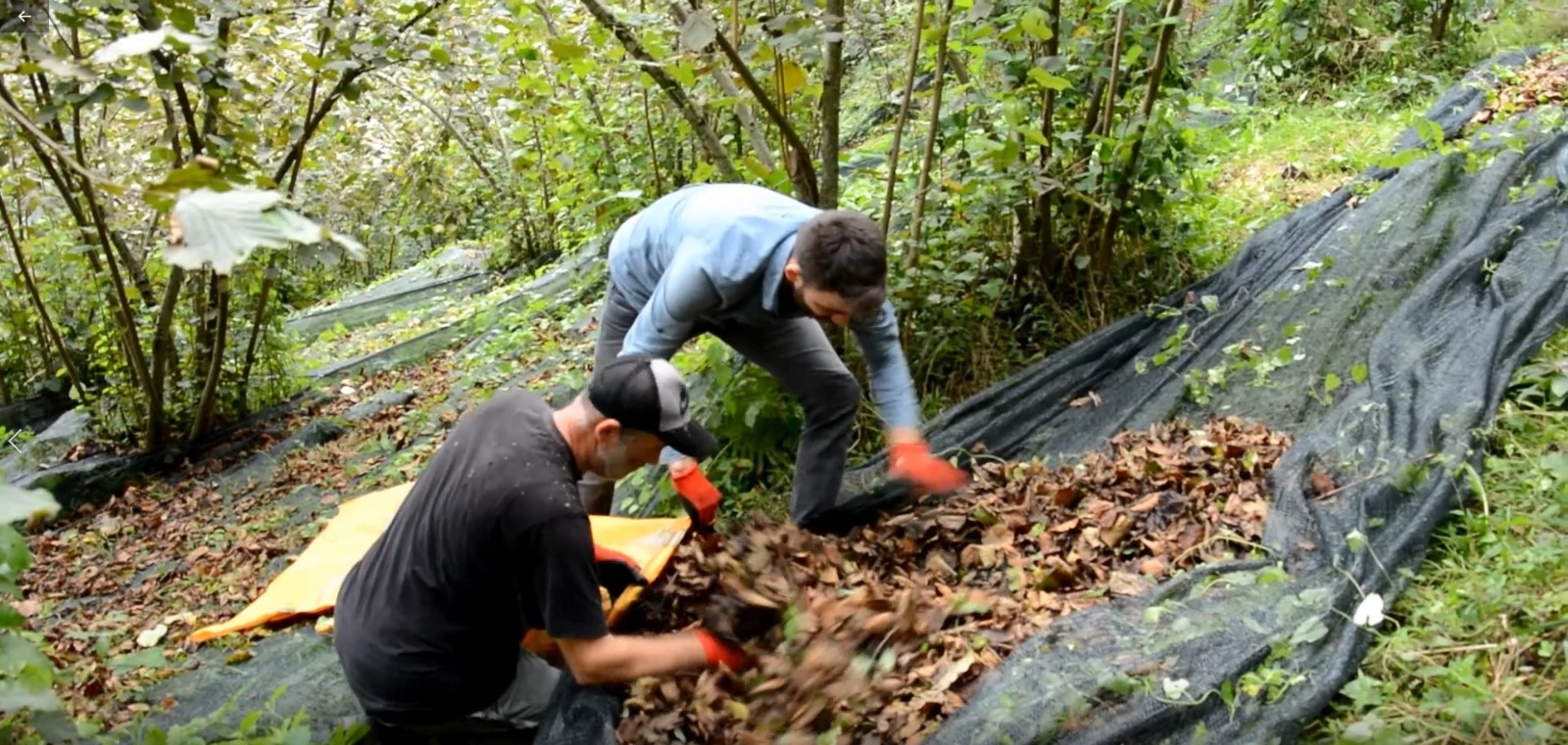 Bu proje fındıkta maliyeti yarıya düşürdü