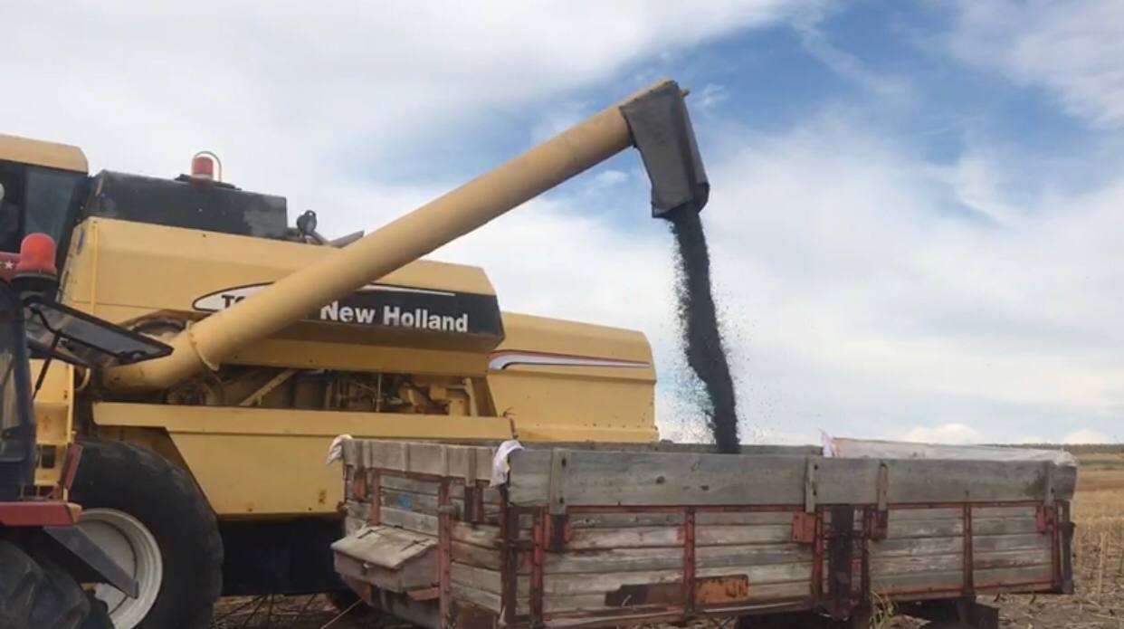 Edirne’de ayçiçek hasadı başladı