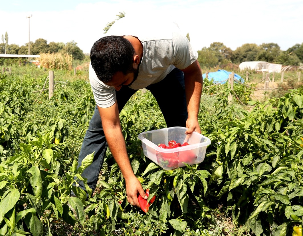 Nilüfer’de Kent Bostanları’nda tohum alma zamanı