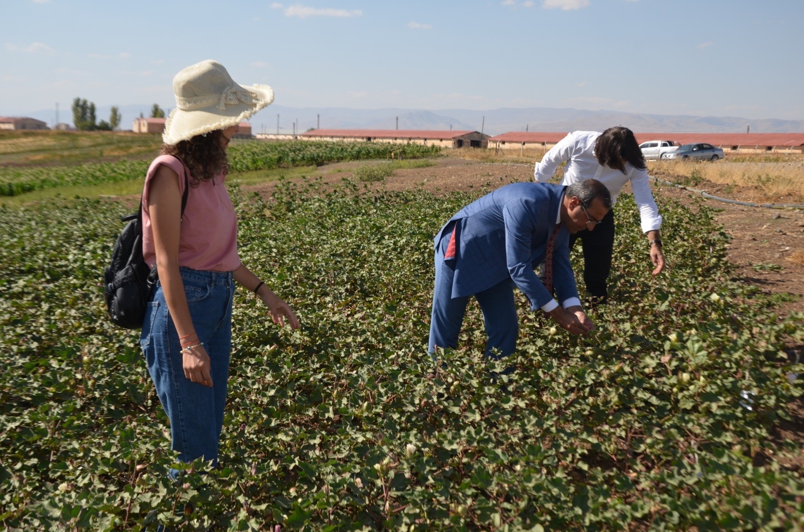 Muş Ovası’nda pamuk üretimi