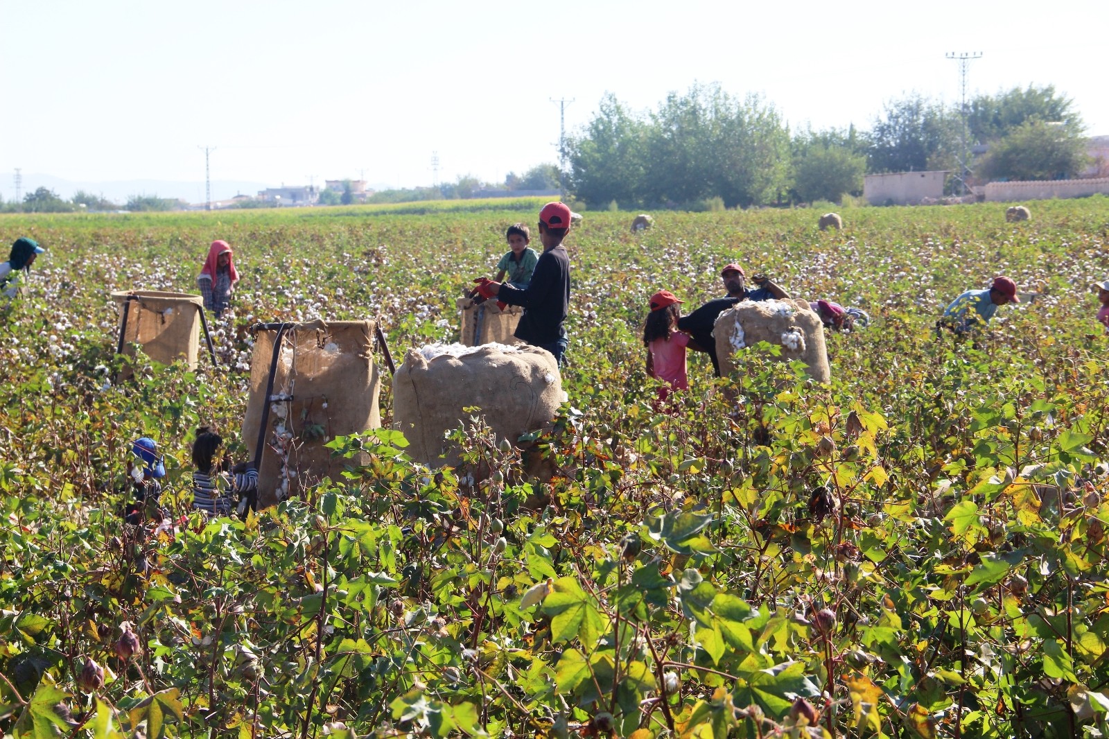 Şanlıurfa’da beyaz altın hasadı başladı