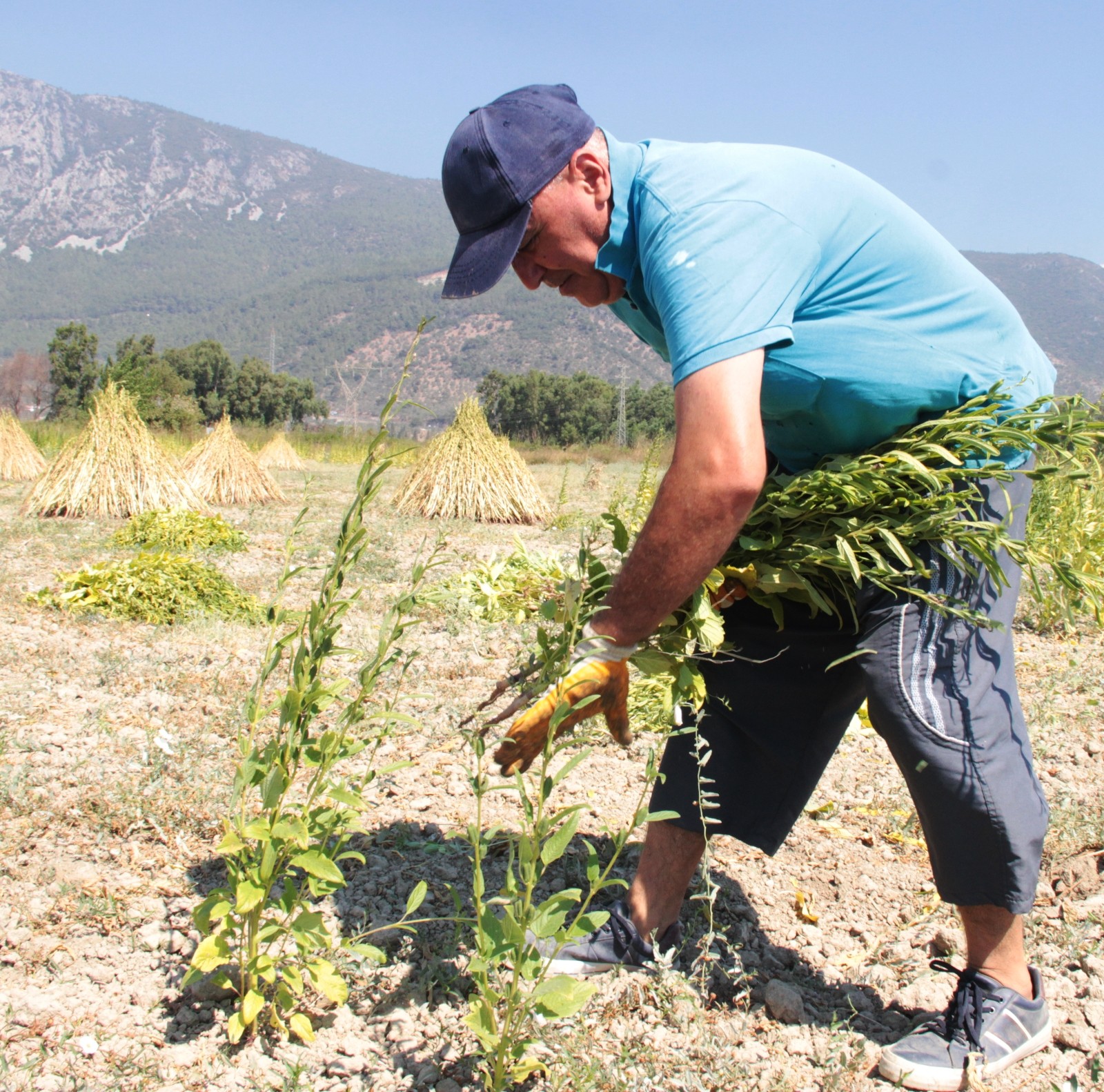 Küresel iklim Altın Susam’ı da vurdu