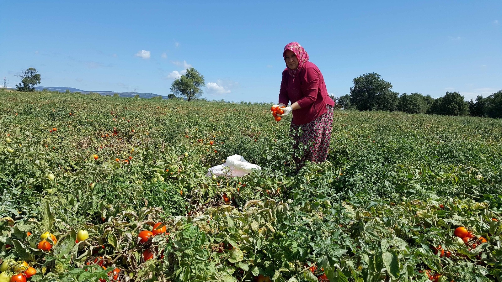 Karacabey’in salçalık domatesi karaborsa