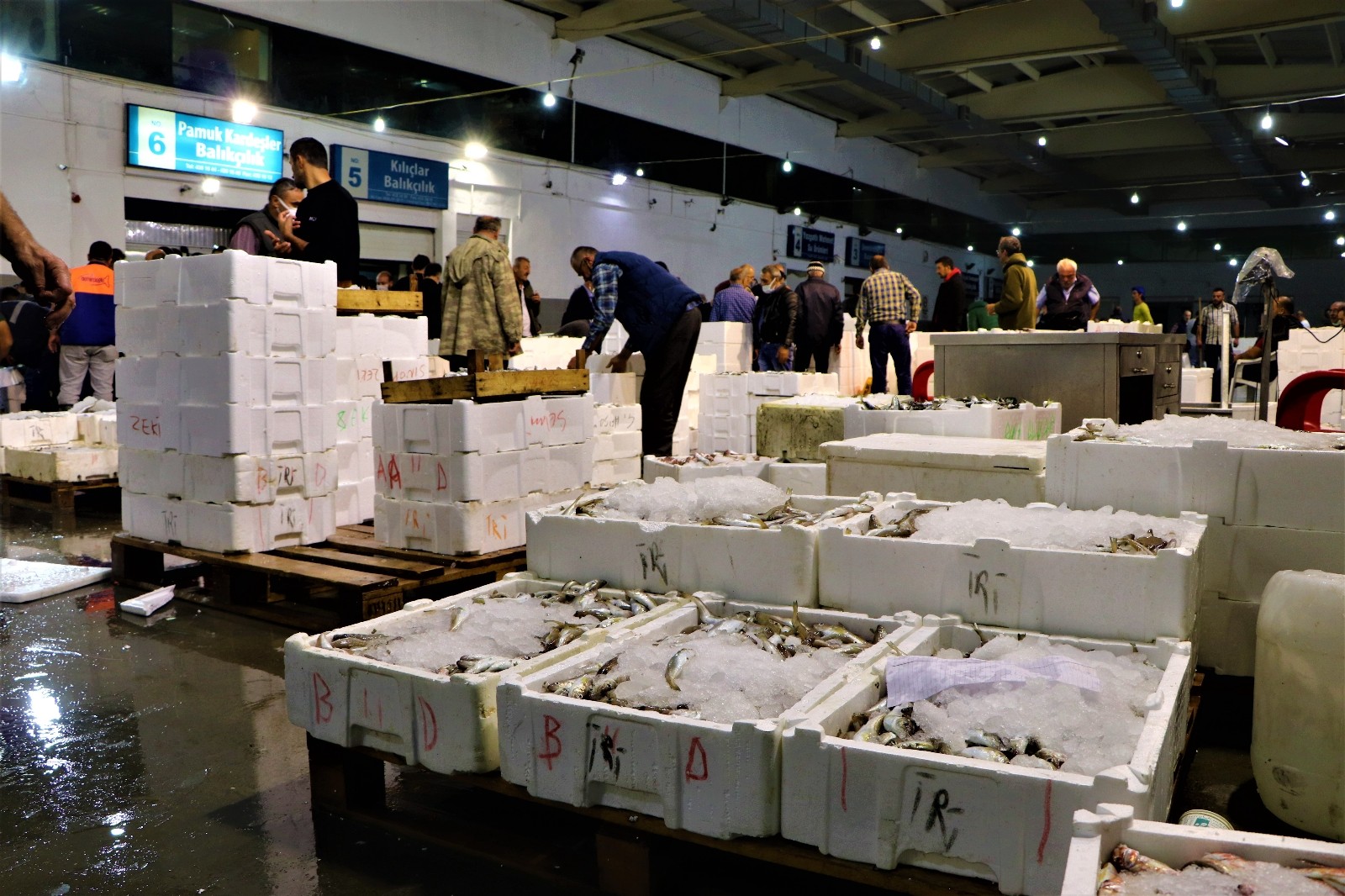 Türkiye’nin mezgit ve istavritleri Samsun’dan