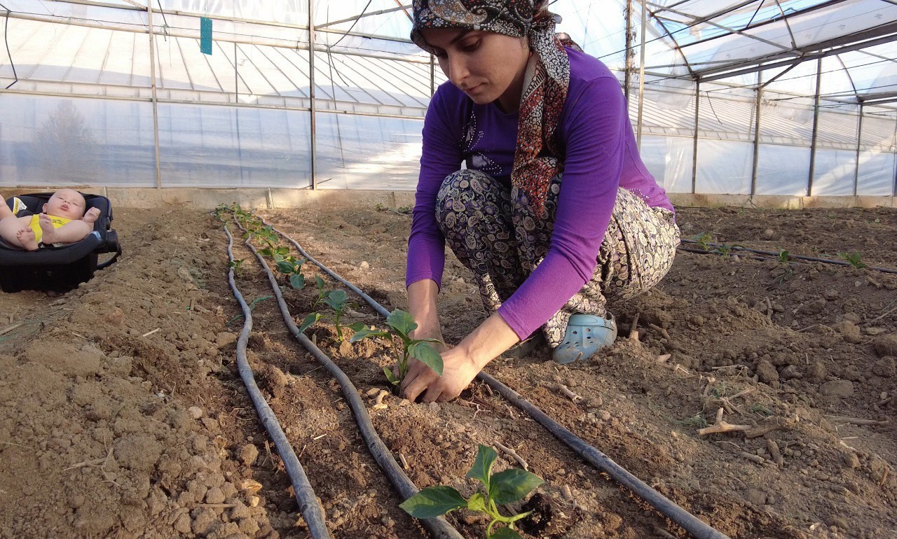 Kumluca’da seralarda dikimler başladı
