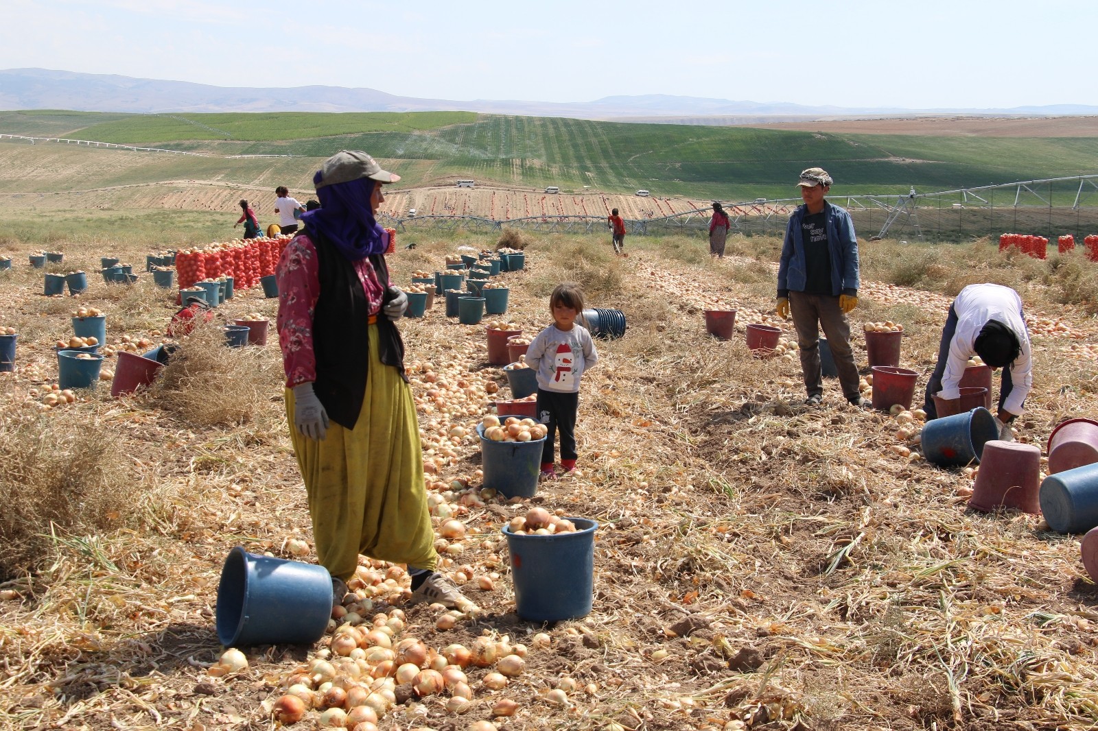 Başkent’te soğan hasadı başladı, tarlalar kırmızıya büründü
