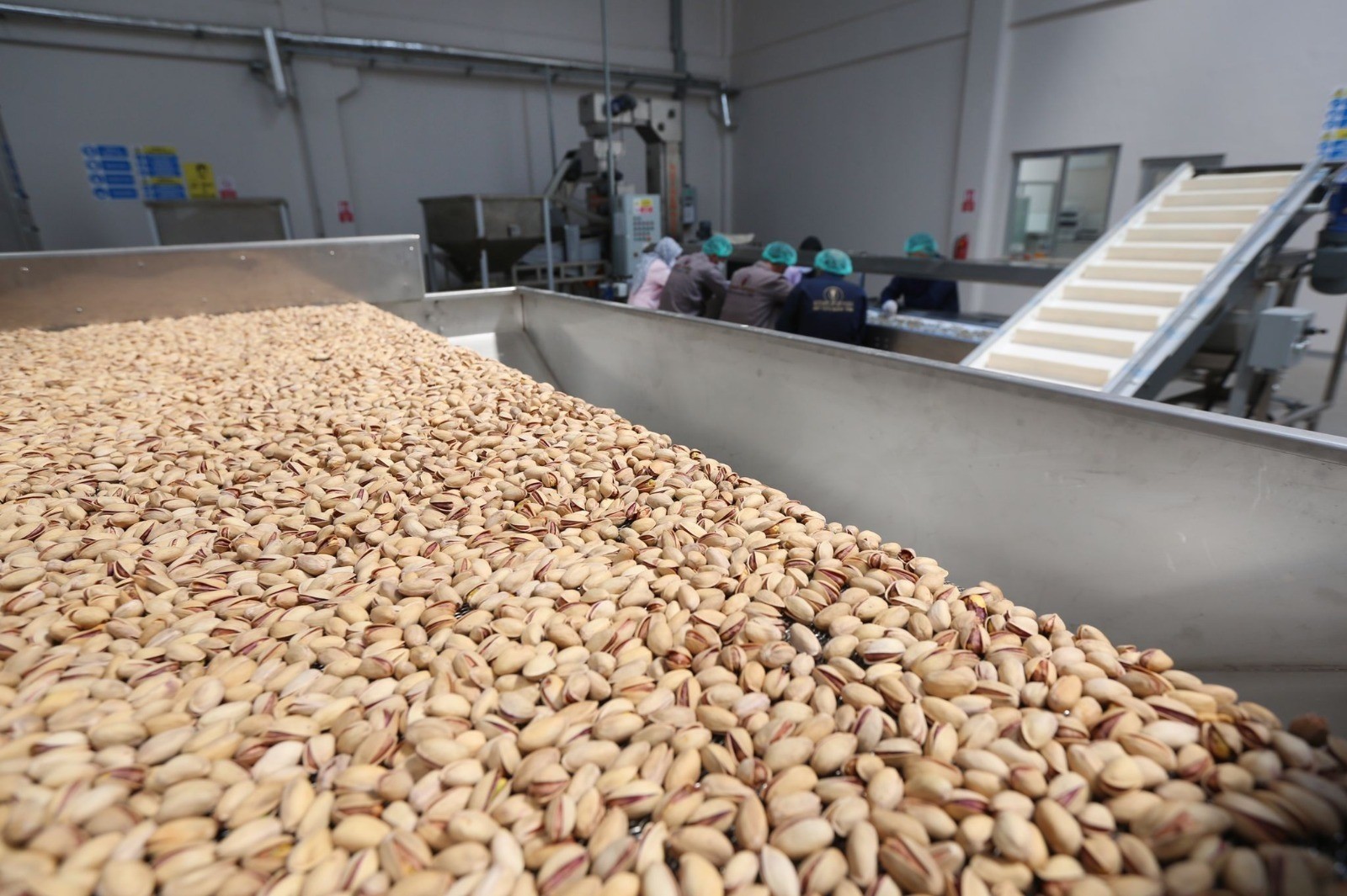 Siirt fıstık işleme tesisi fıstık alımına başladı