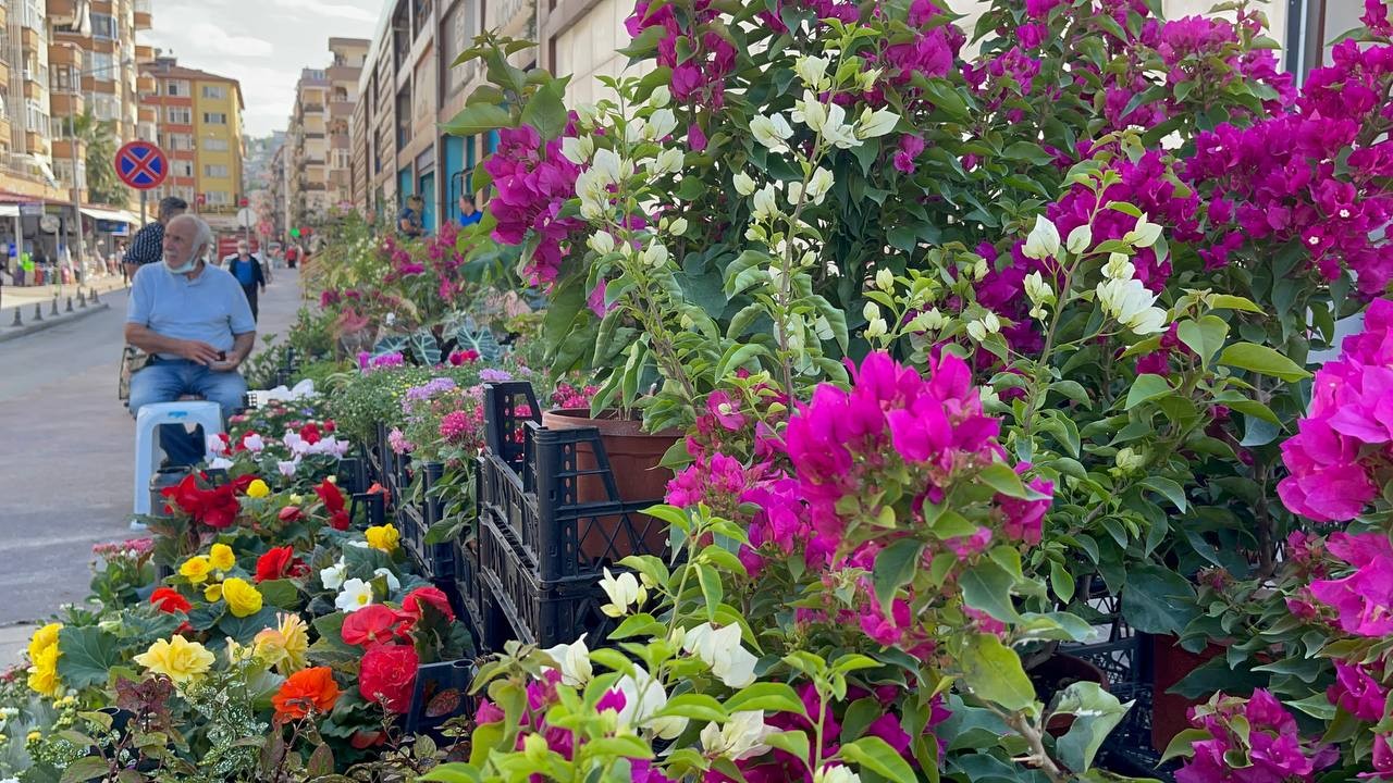 Dünya’nın çiçekleri Yalova’dan gidiyor