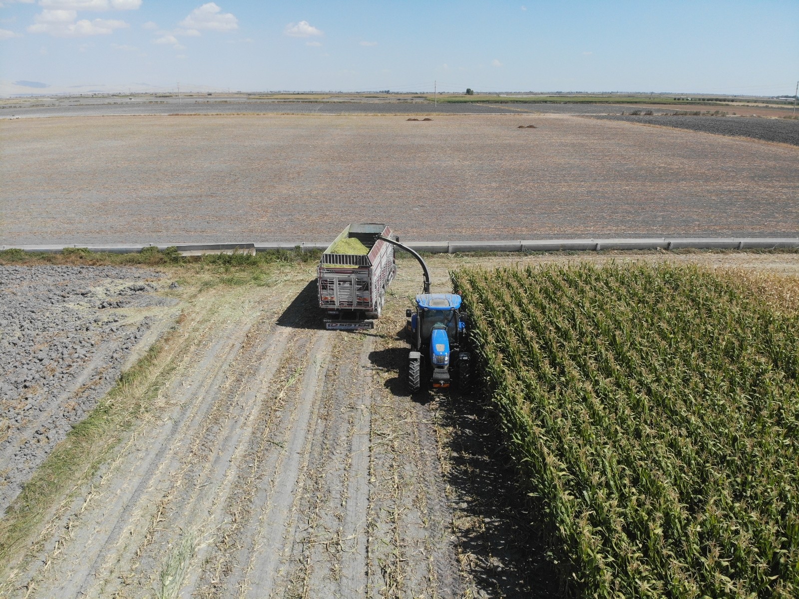 Konya Ovası’nda silajlık mısır hasadı başladı