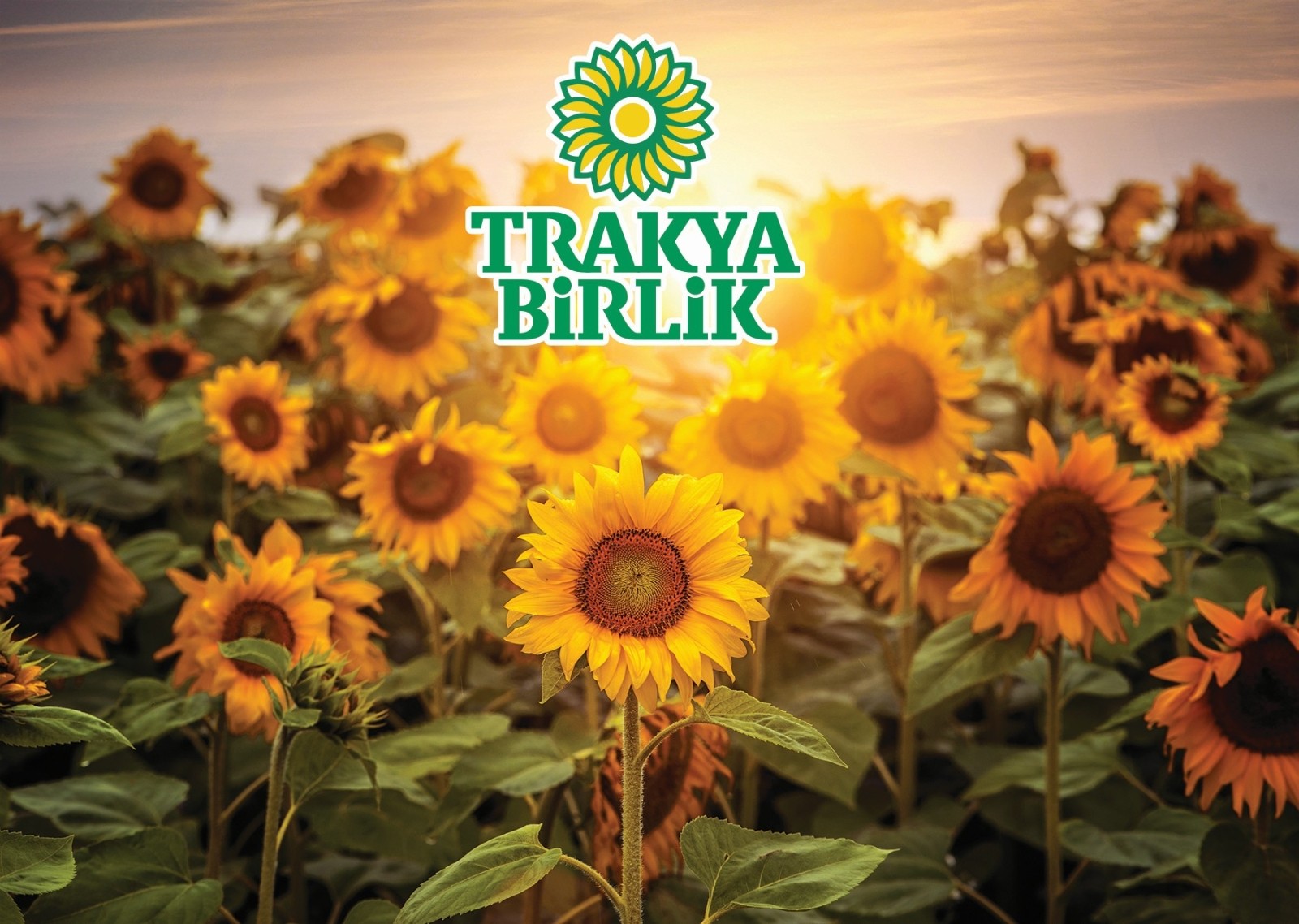 Yağlık ayçiçeğine avans ödemesi