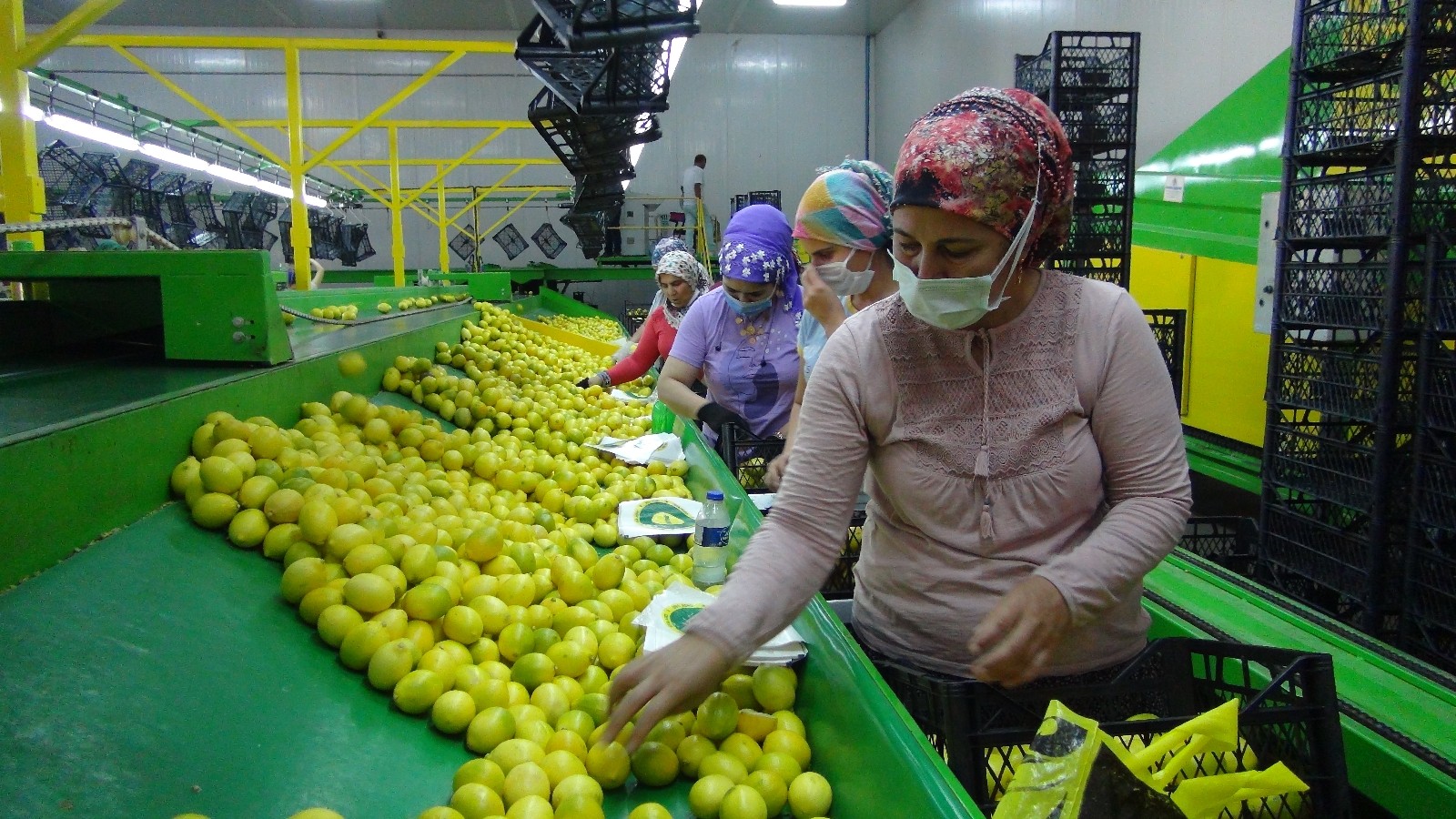 Balkan ülkelerine limon ihracatı başladı