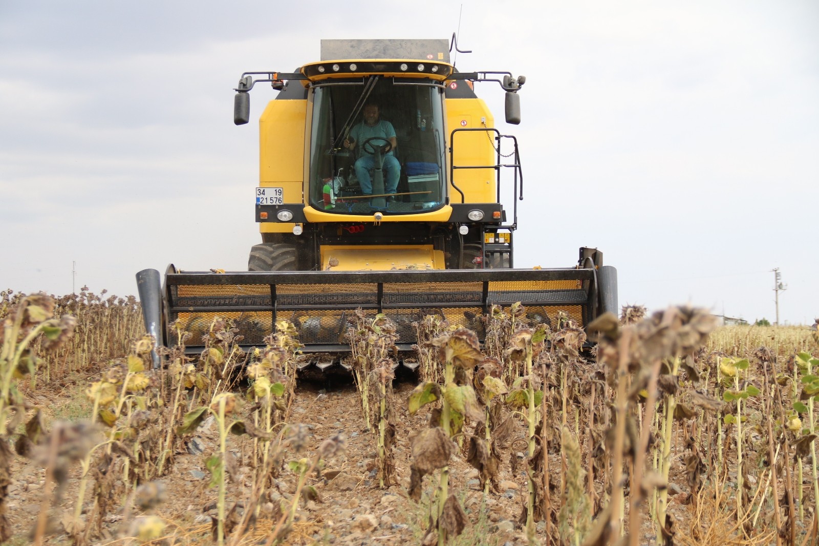 (ÖZEL) Tohumluk ayçiçeği hasadı üreticilerin yüzünü güldürdü