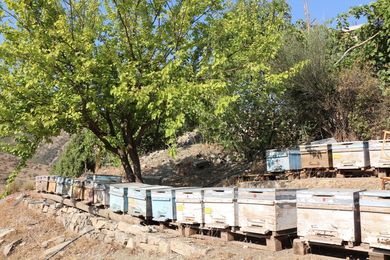 Şırnak’ta yılın son bal hasadı yapıldı