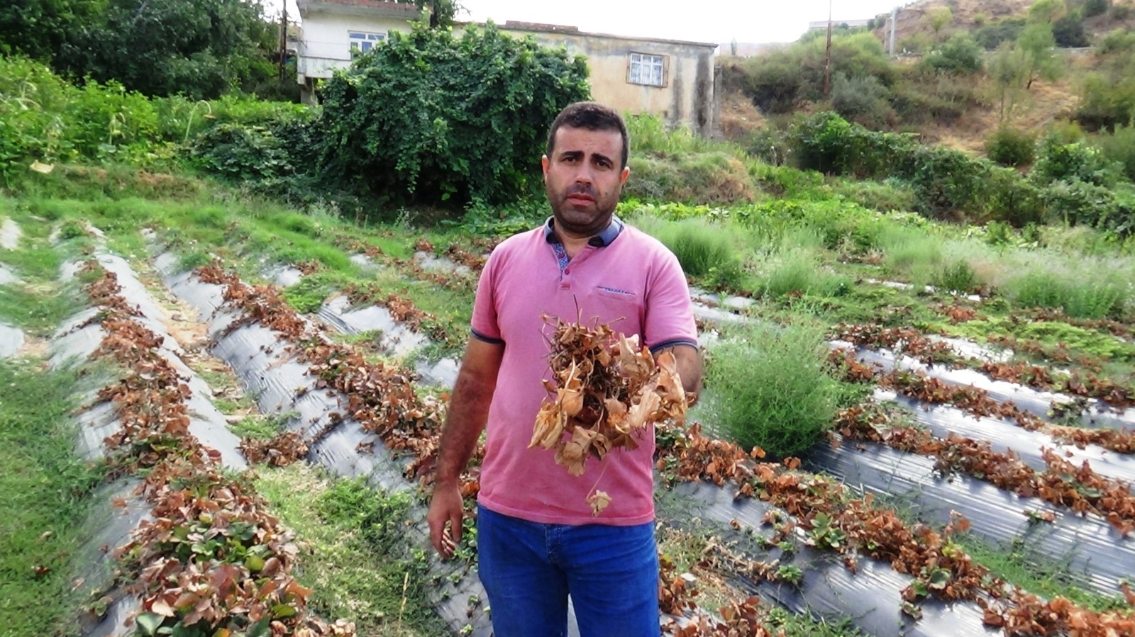 Güneydoğu’da yaşanan kuraklık, çilek ve böğürtlen üreticisini zor duruma soktu