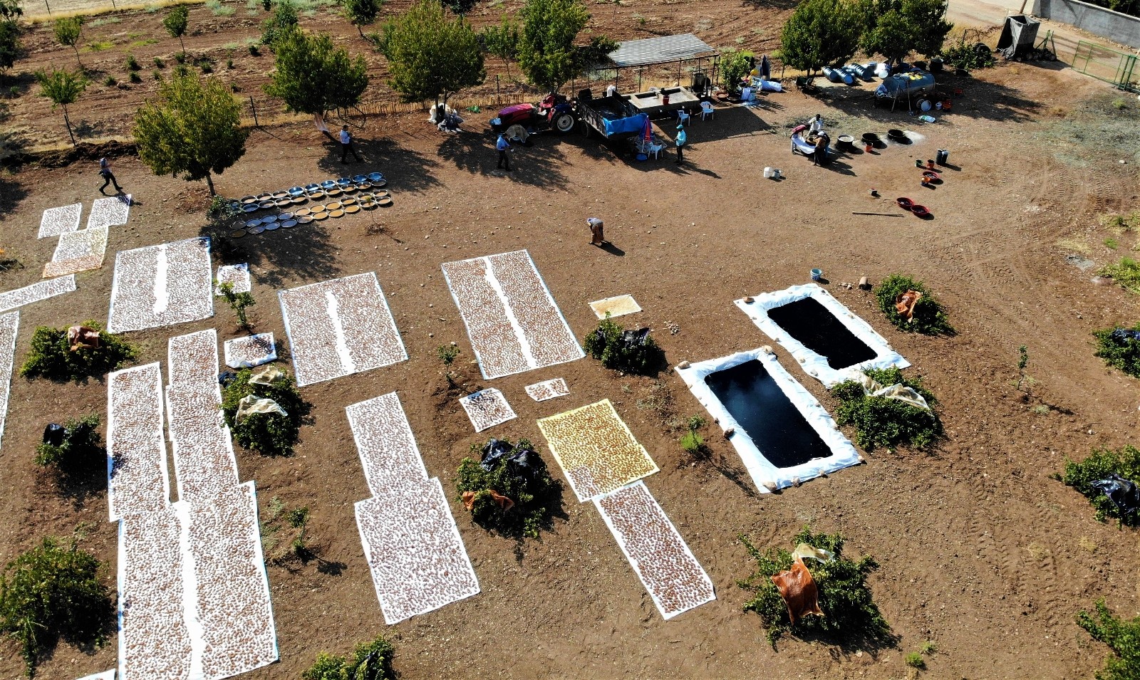 Şanlıurfa’da bağ bozumu zamanı
