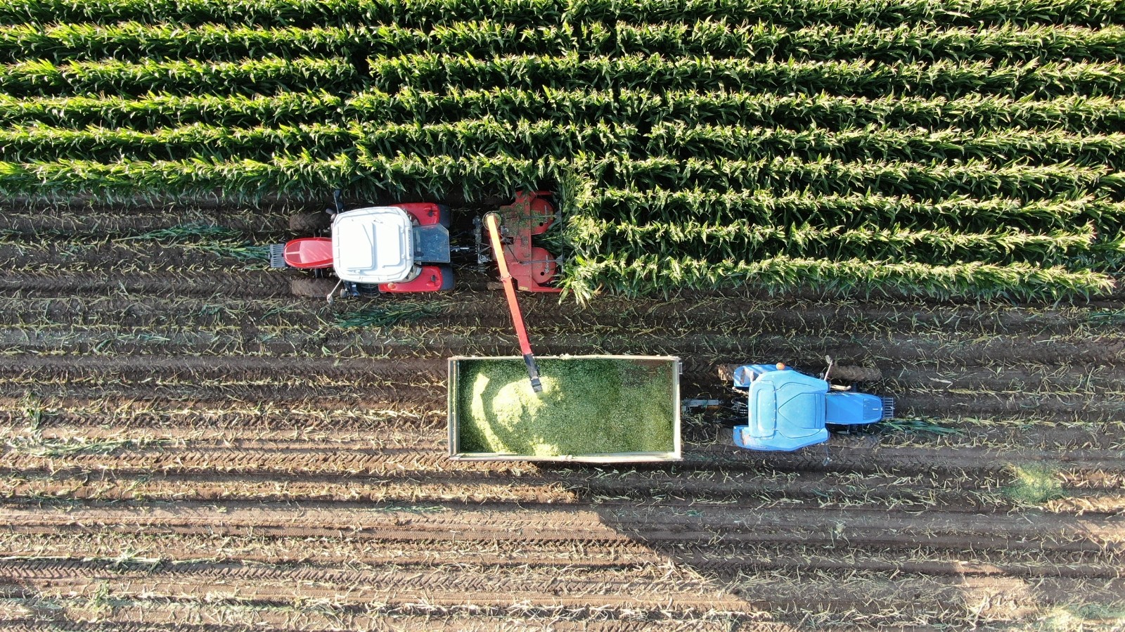 İştah açıyor, süt verimini arttırıyor, hasadına başlanıldı