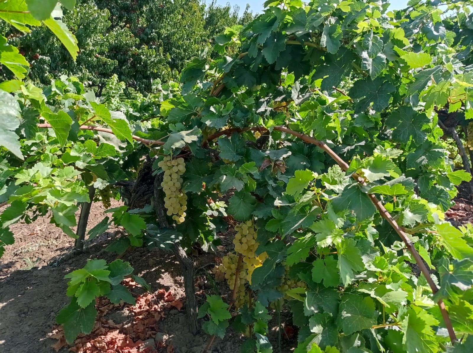 Iğdır’da üzüm hasadına sayılı günler kaldı
