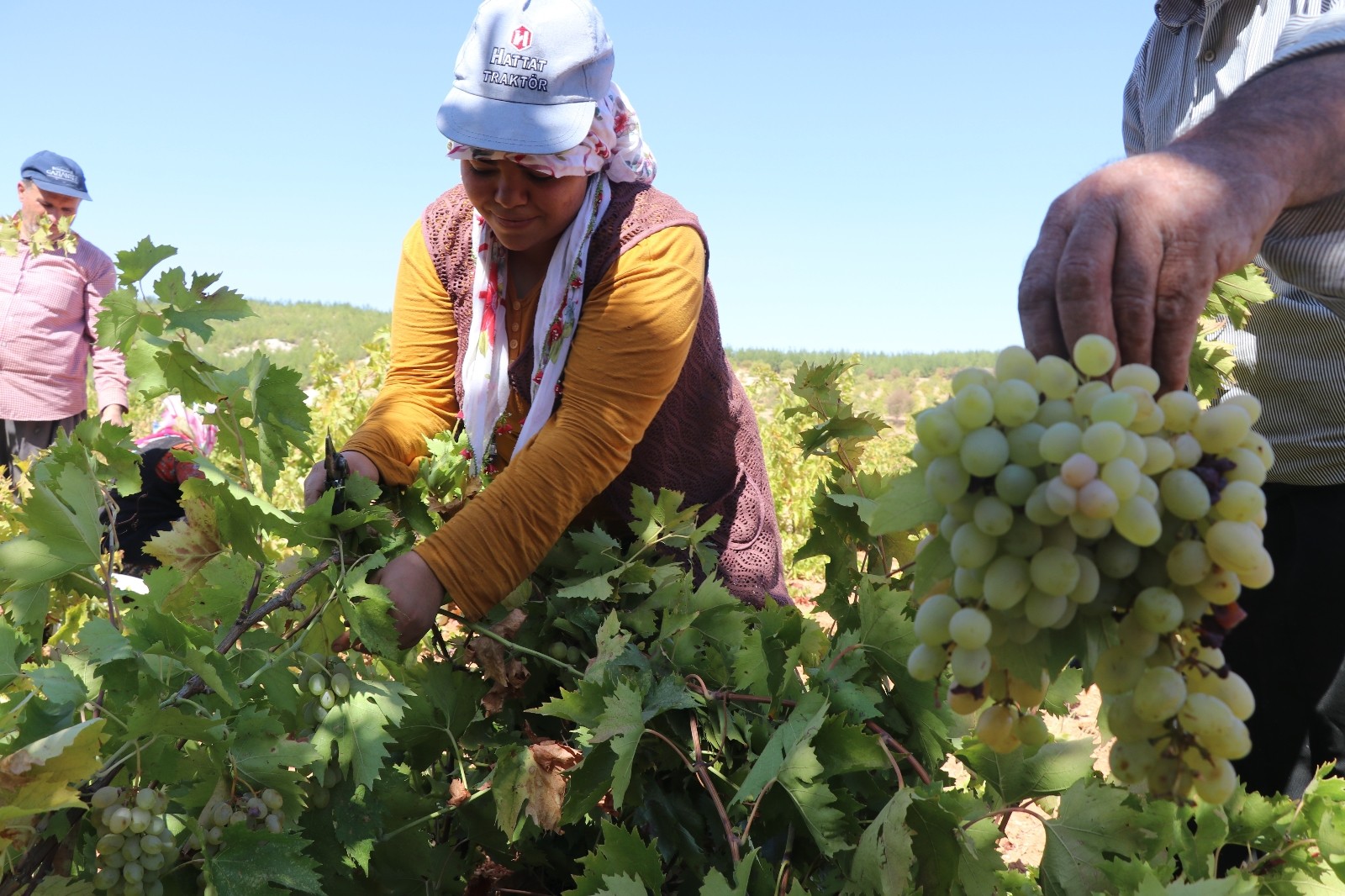 Üzüm tarlada 3,5, markette 10 TL