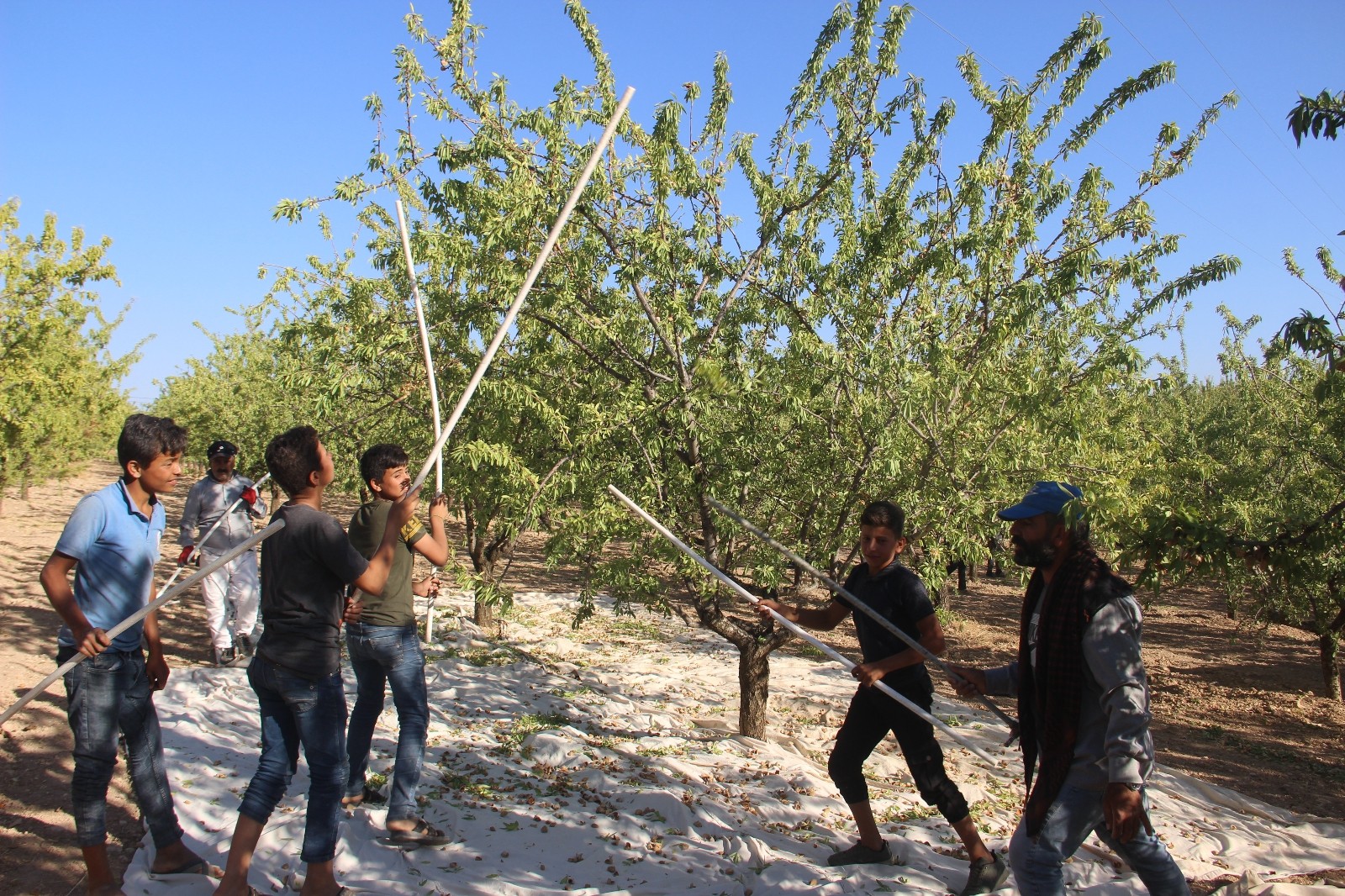 Şanlıurfa bademi Adıyaman bademine rakip oluyor