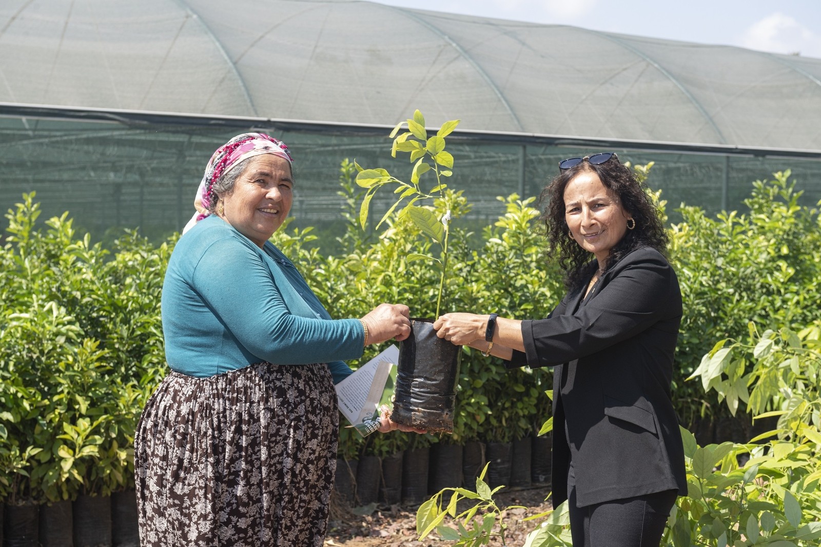 Mersin Büyükşehir Belediyesi çiftçilere 4 bin 40 adet avokado fidanı dağıttı