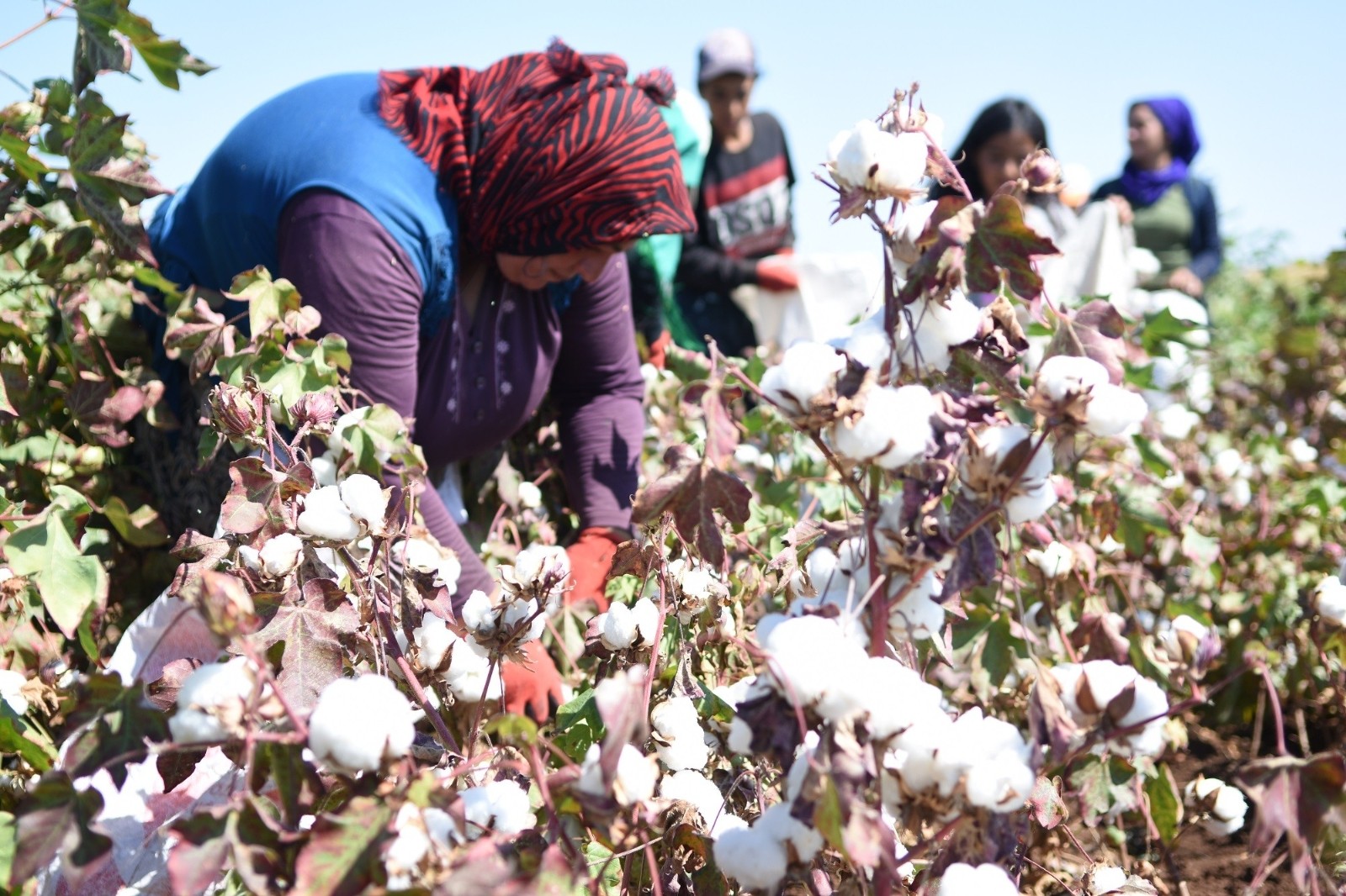 (Özel) Şanlıurfa’da şarkılı türkülü pamuk hasadı