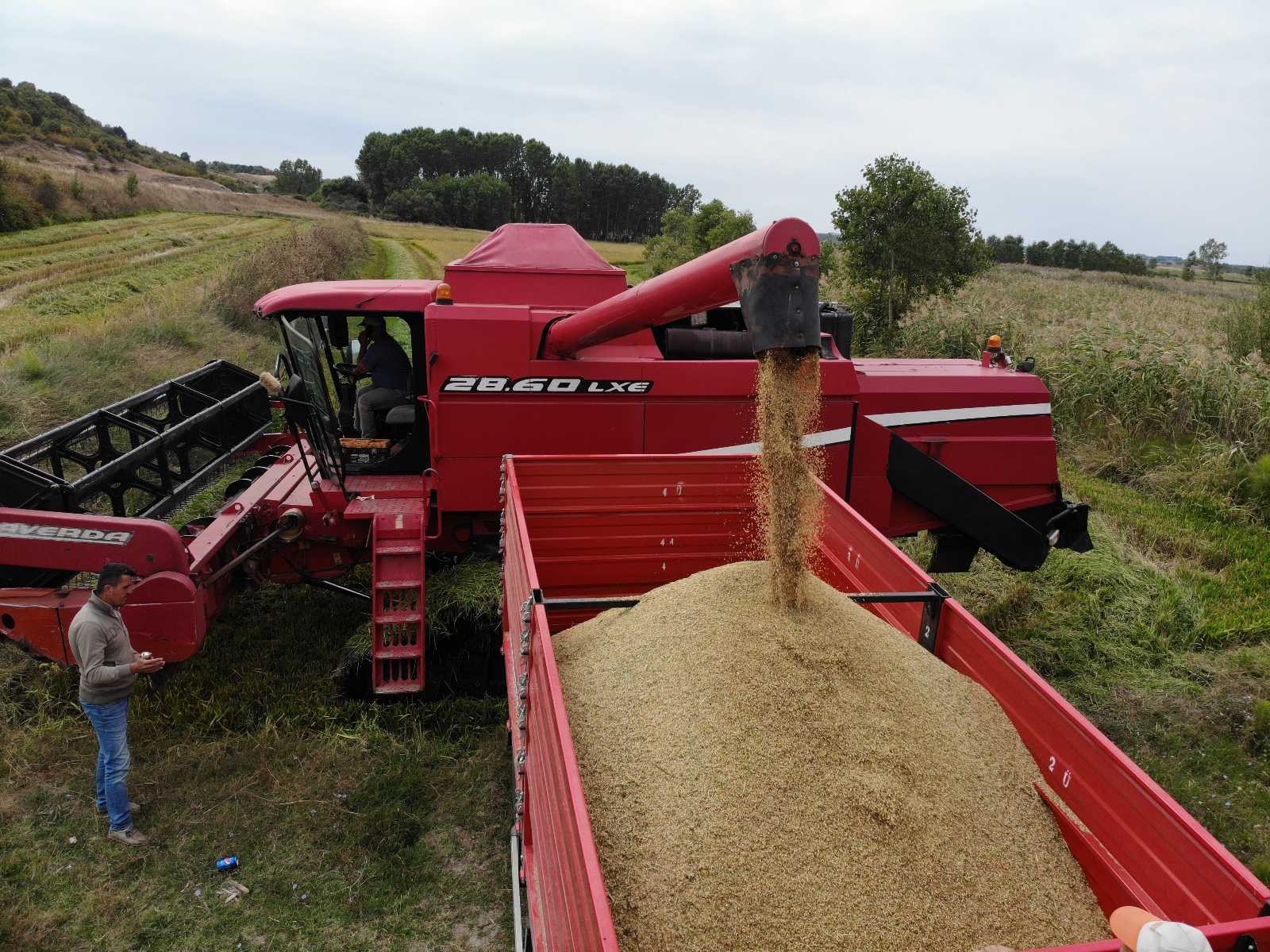 Beyaz altın çeltikte hasat başladı