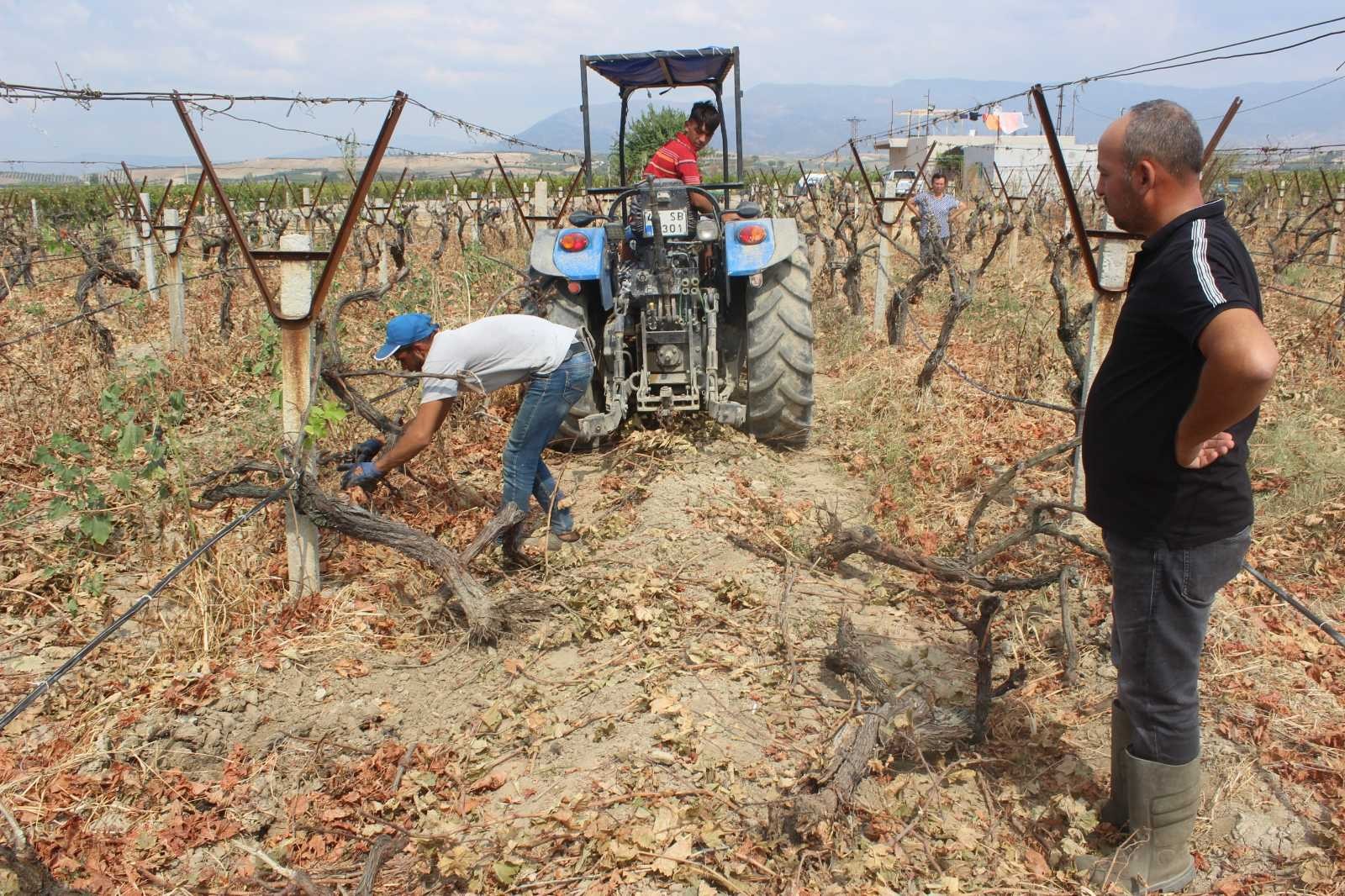 TARİŞ’e tepki gösterdi, 25 dönümlük bağını kökledi