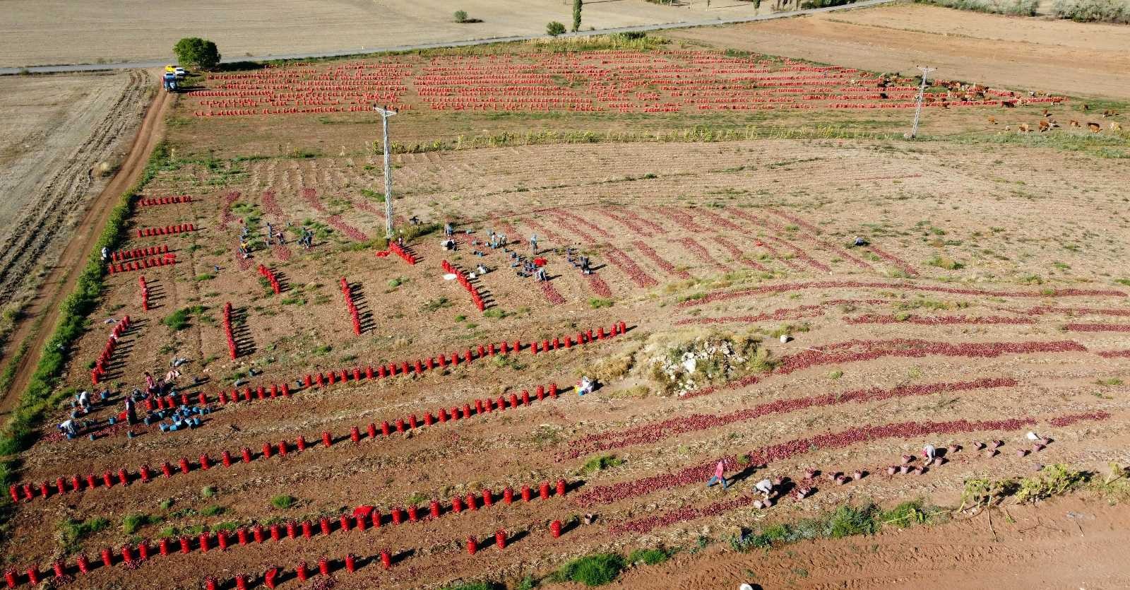 Soğan hasadı başladı, tarlada soğan 80 kuruş