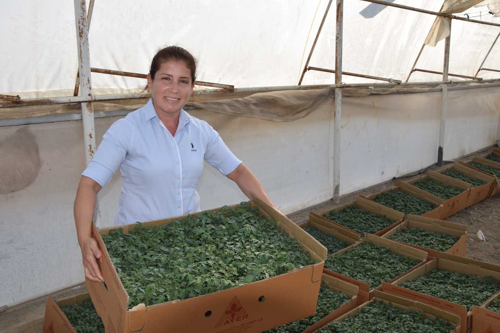 Aksu’da 40 bin dekar sera alanında kışlık domates ve biber ekimi başladı