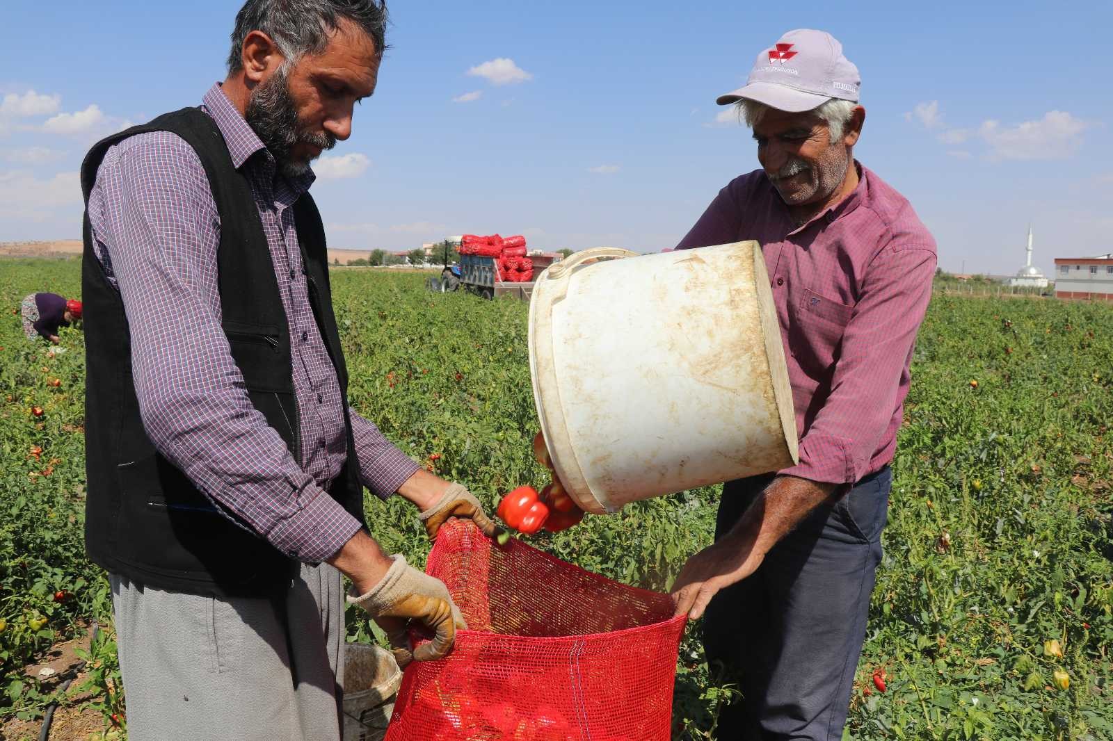 Biber tarlada 1, markette 4 TL