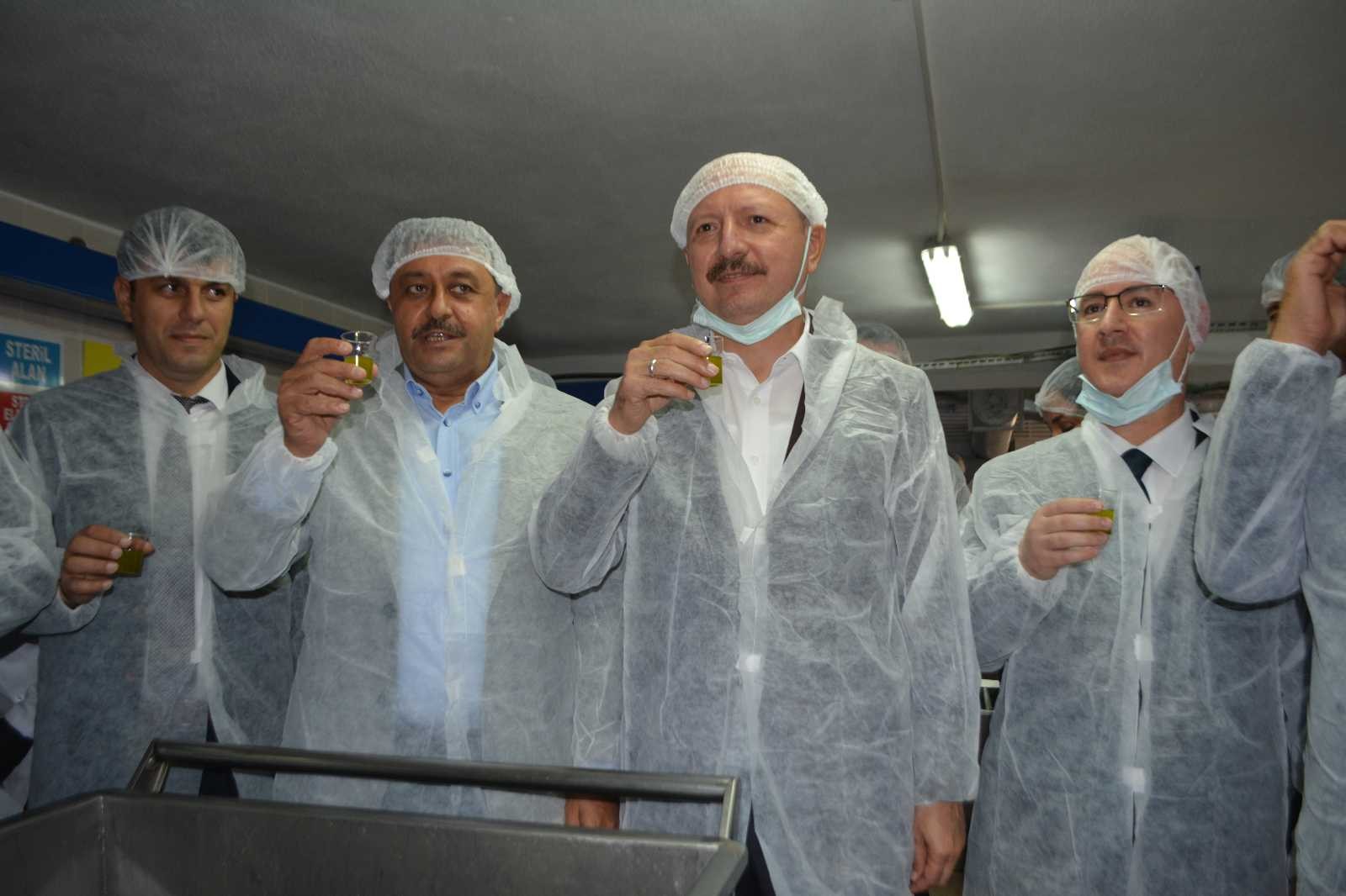 Körfez bölgesinde ilk hasat zeytinler sıkıldı