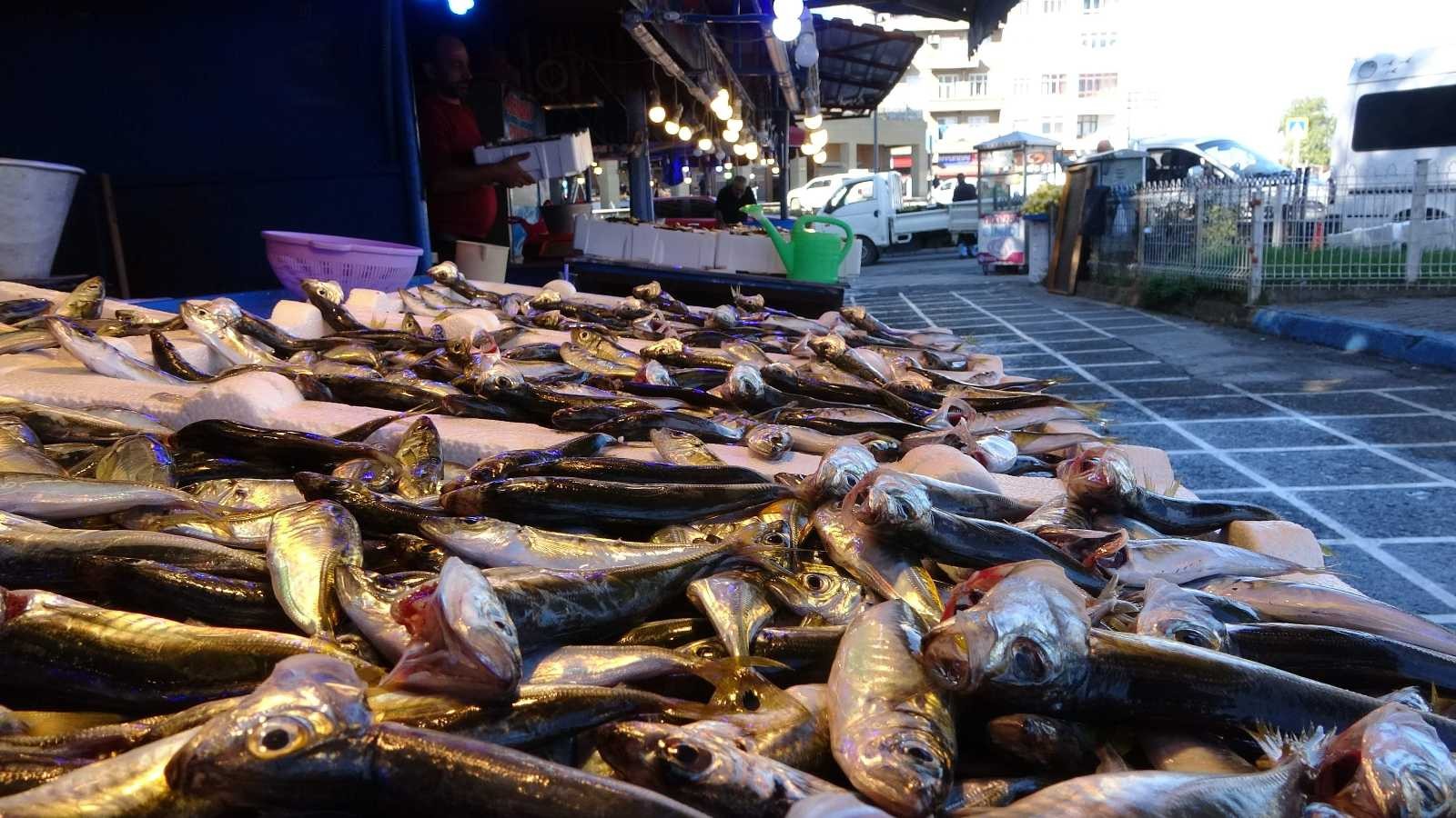 Karadeniz’de istavrit ve çinekop bolluğu