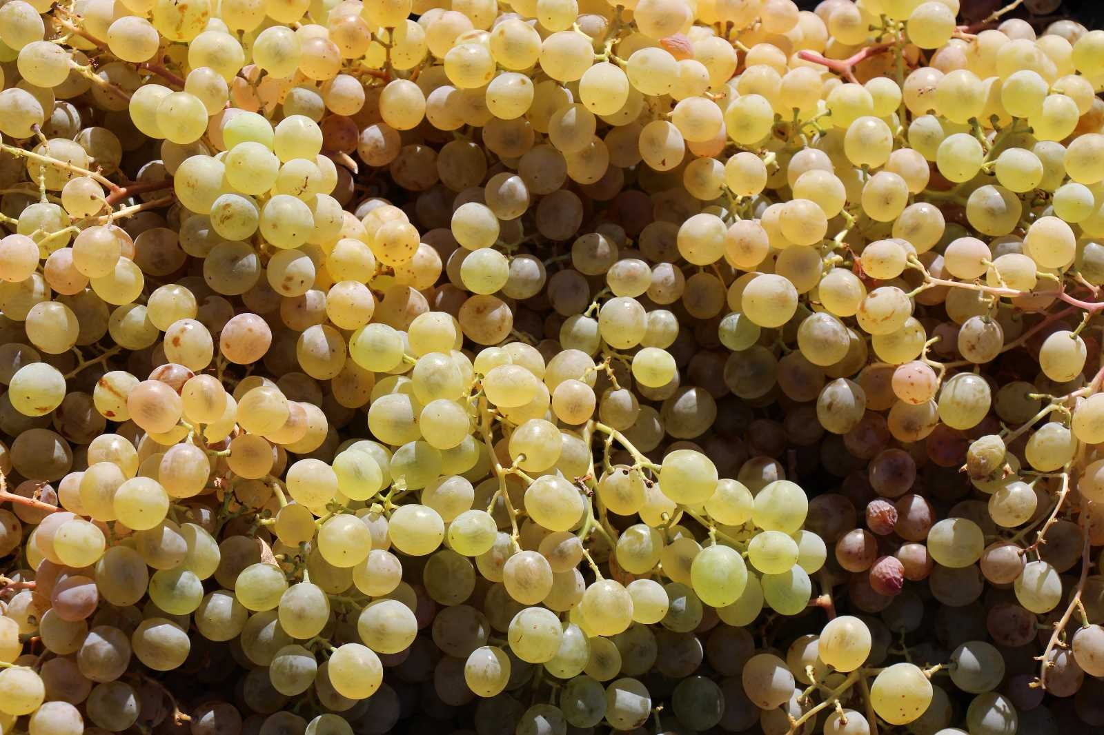 Mardin’de üzüm hasadı başladı