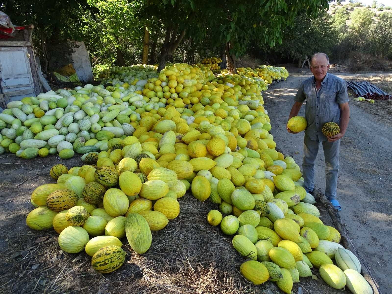 Nefis kavunlarını yıllardır ata tohumlarından yetiştiriyor