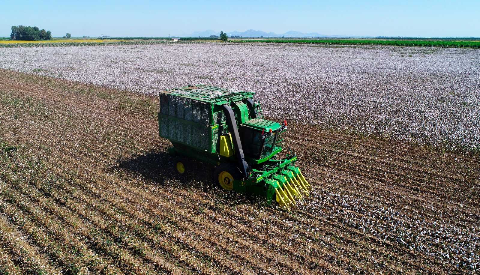 Fiyatı 9 liraya ulaşan pamuk üreticisini sevindirdi