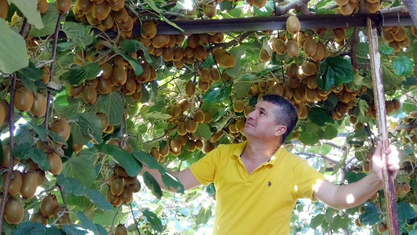 "Burada kivi yetişmez" dediler, şimdi Ukrayna’ya ihraç ediyor