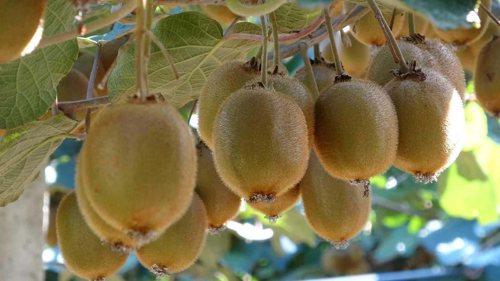 Ordu kivisinde ’erken hasat’ uyarısı