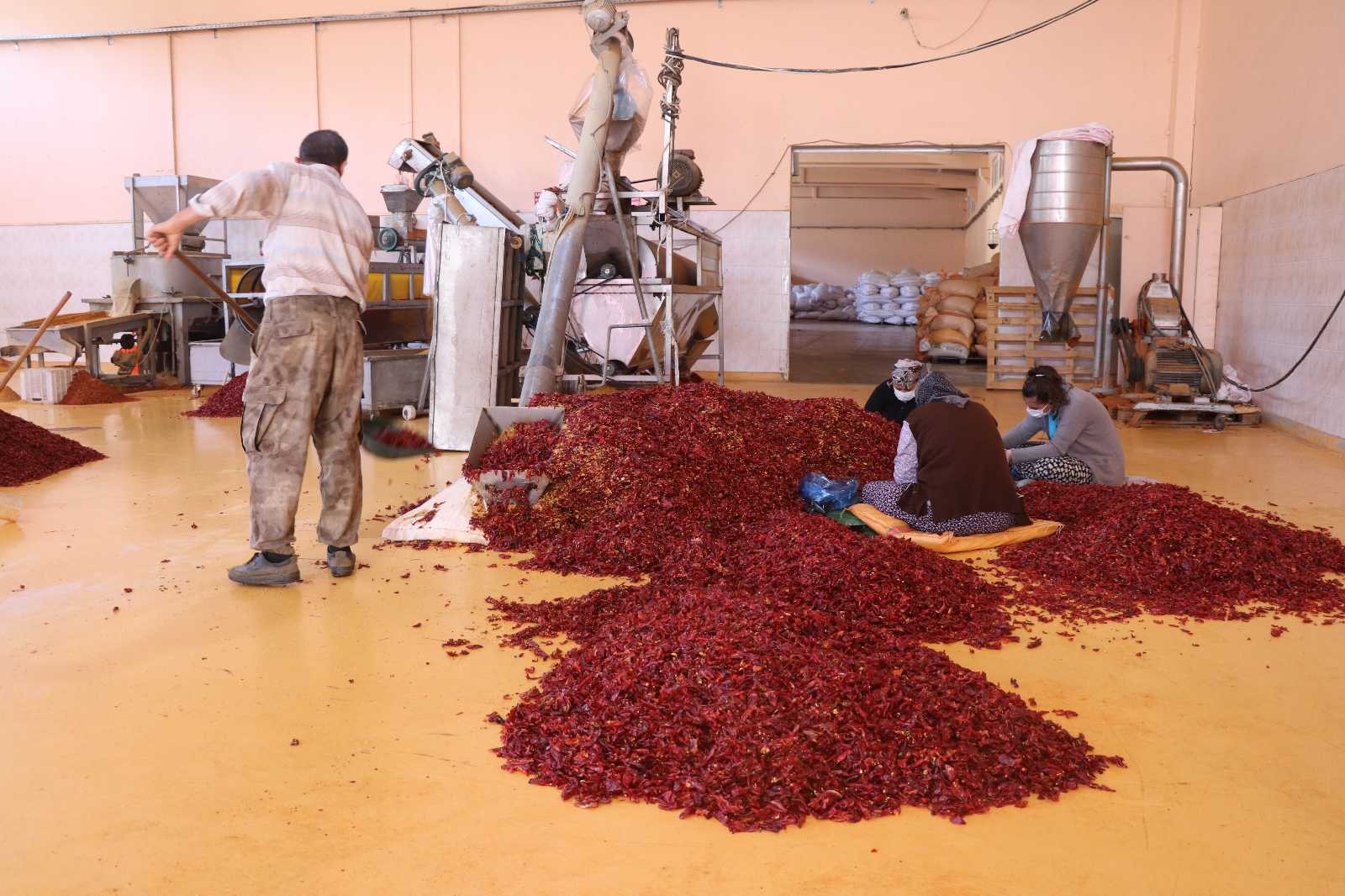 (Özel) Küçük tesiste üretilen pul biberler Avrupa, İngiltere ve ABD’ye ihraç ediliyor