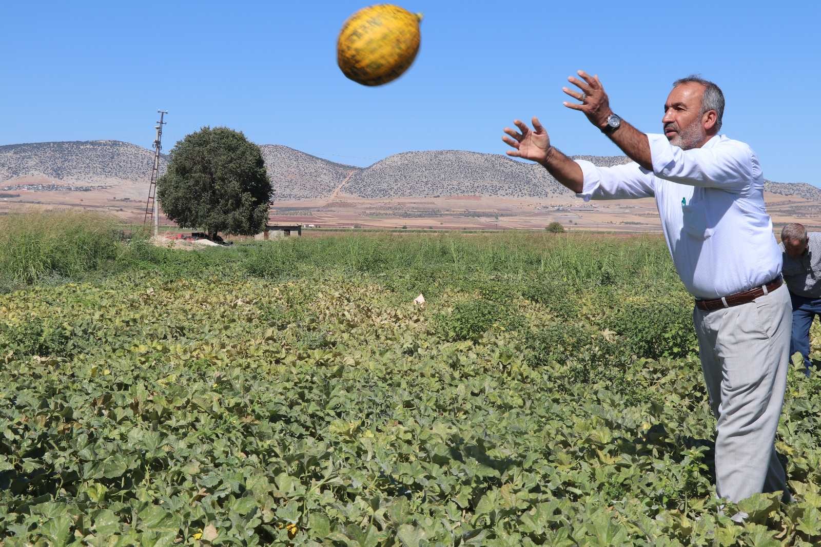 (Özel) Araban’da ikinci üründe yüksek rekolte sevinci
