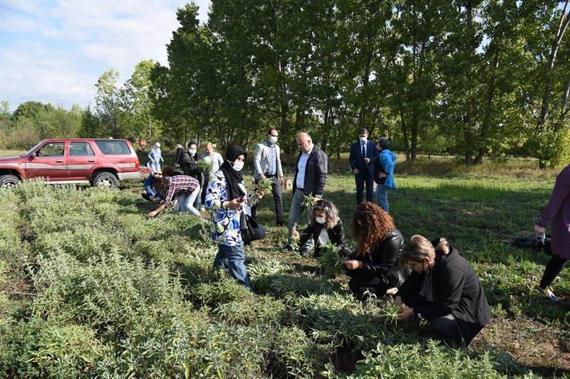 Kastamonu’da kara mürverin hasadı başladı
