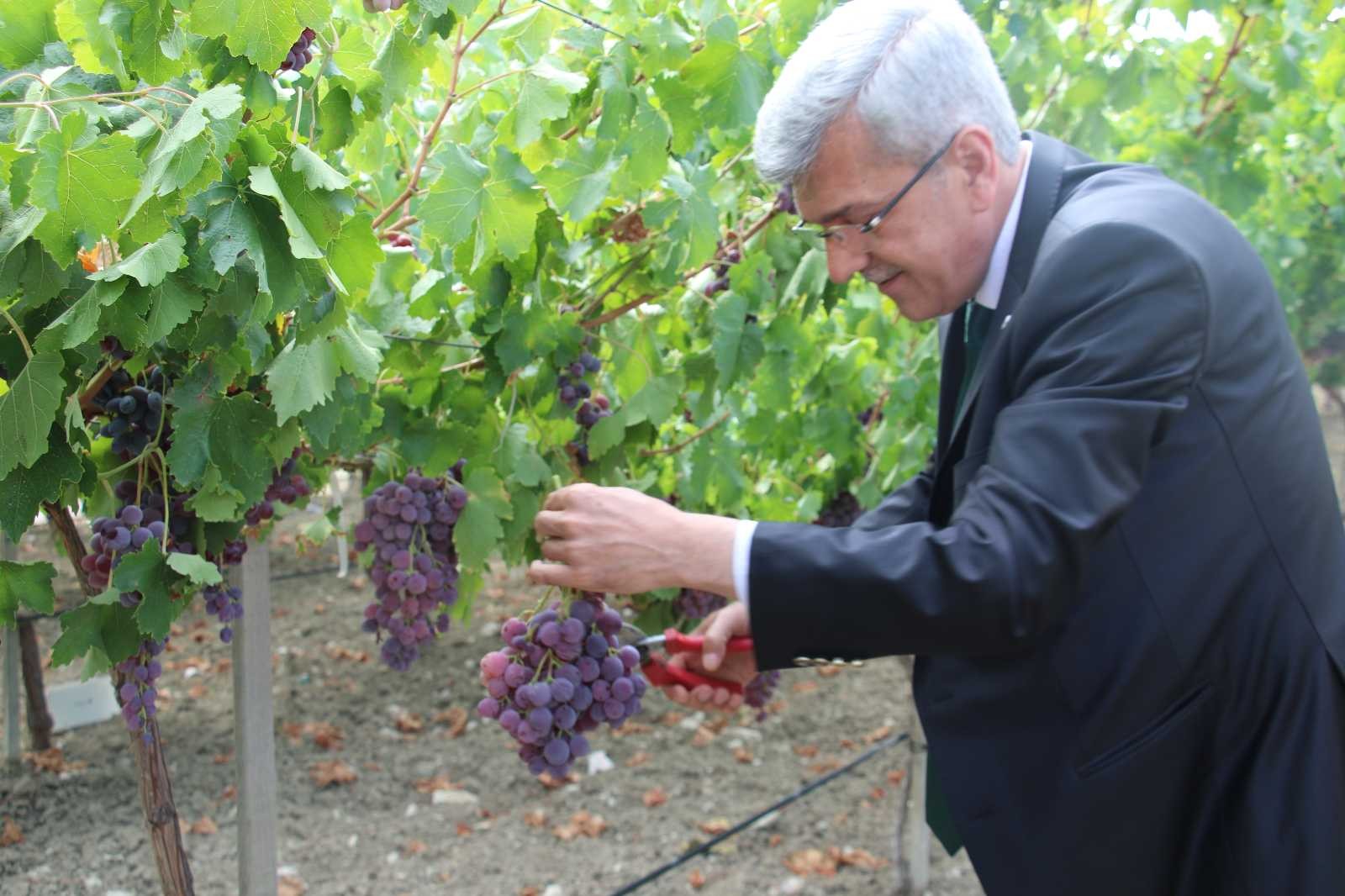 (Özel) 5 yıl önce teşvik için oluşturulmuştu, şimdi tüm ilçeye yetecek kadar meyve üretiliyor