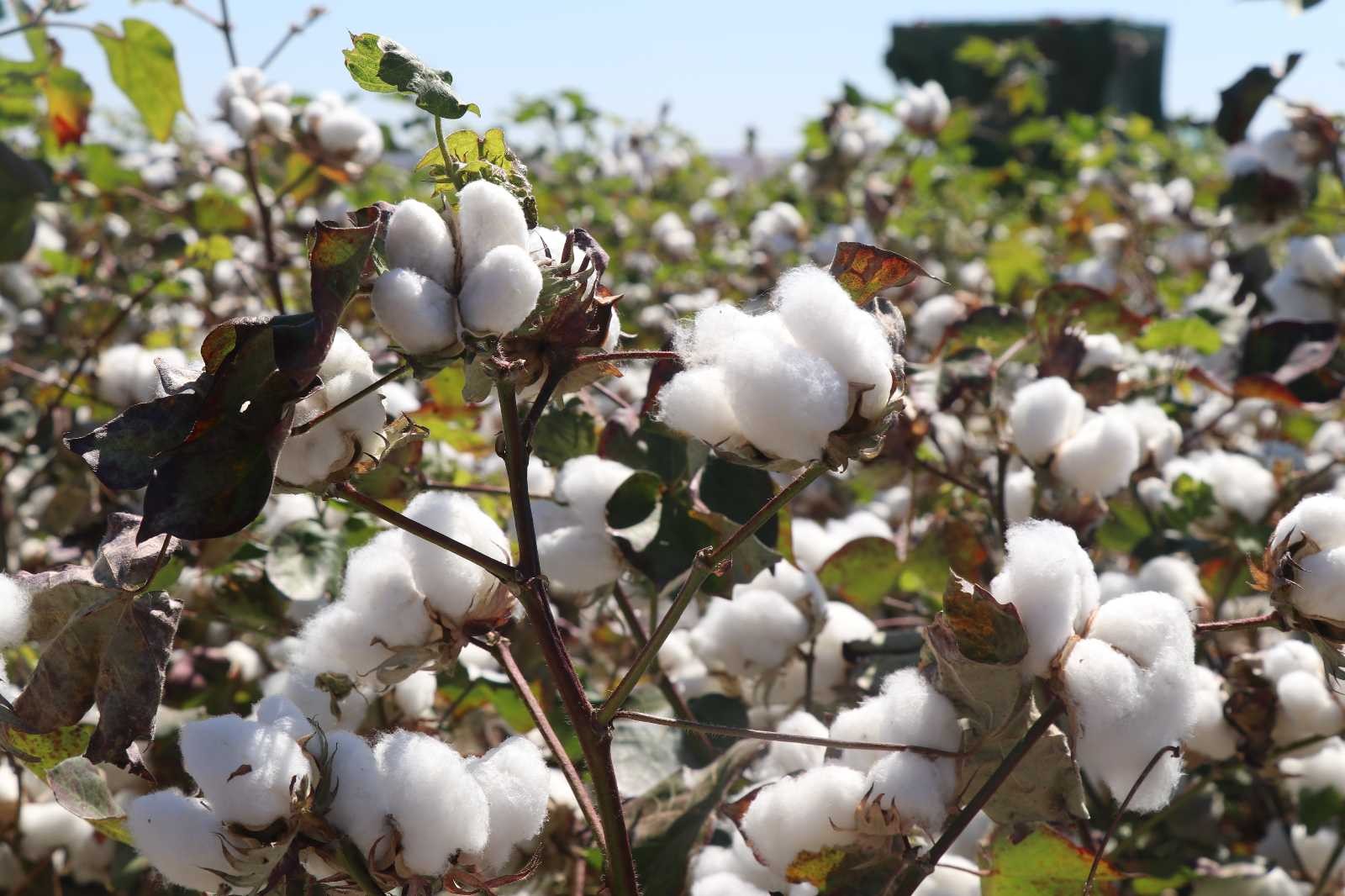 (Özel) Gaziantep’te pamukta yüksek rekolte sevinci