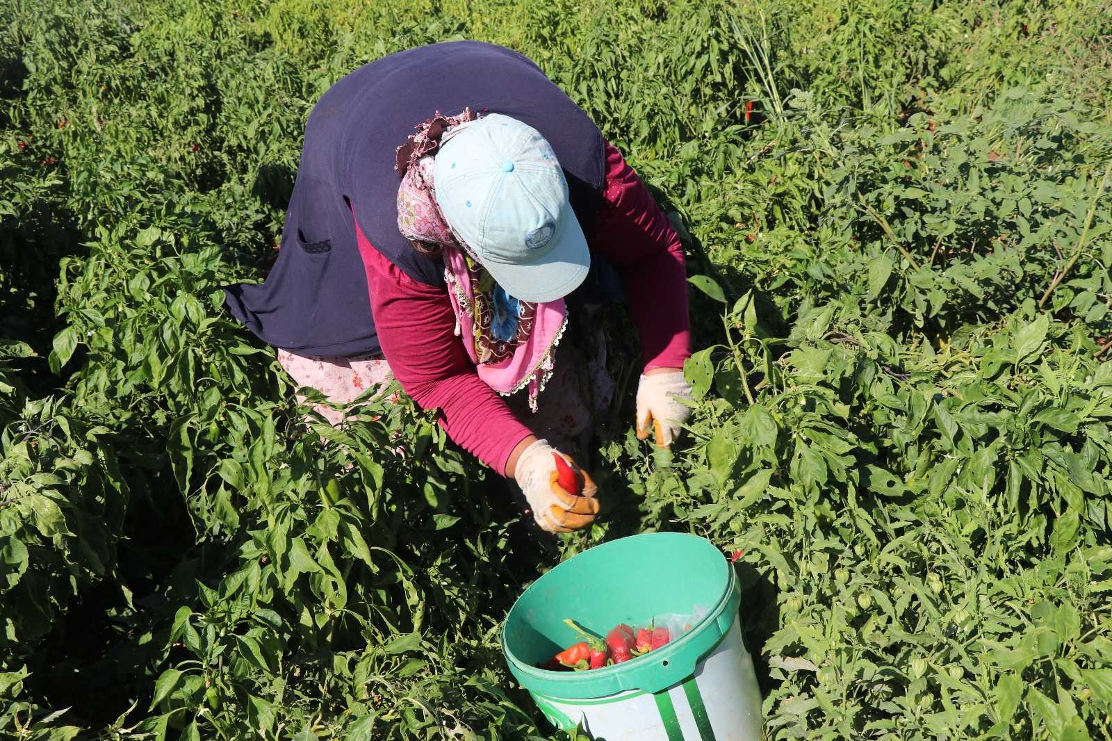 (Özel) Biber üreticilerinin yüzü gülüyor