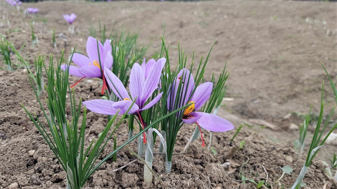 Mor altın Safran’da rekolte fiyatı yükseltti