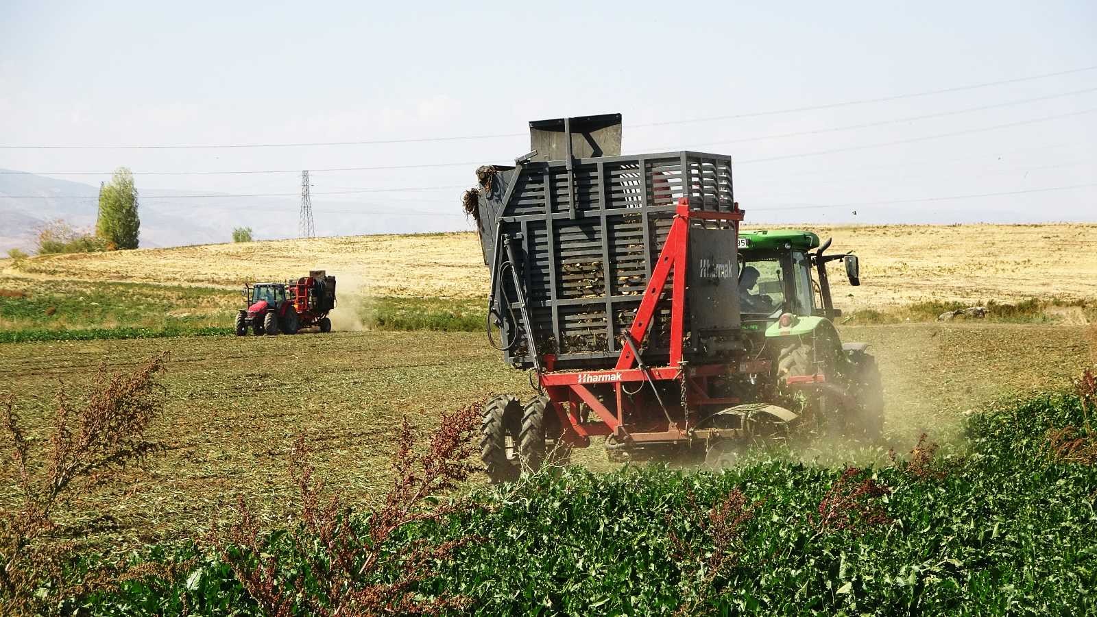Muş’ta şeker pancarının tarladan sofraya uzanan tatlı yolculuğu