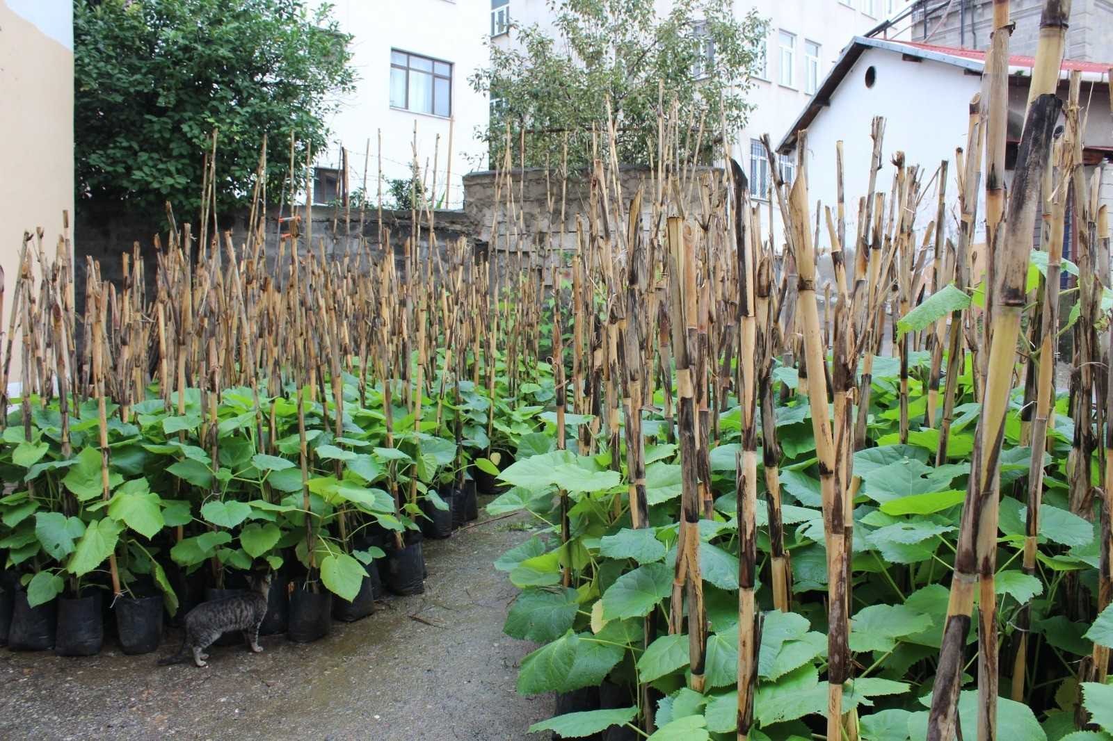 Trabzon’da bal ormanları oluşturularak arı ölümlerinin önüne geçilecek hem de bal verimi artırılacak