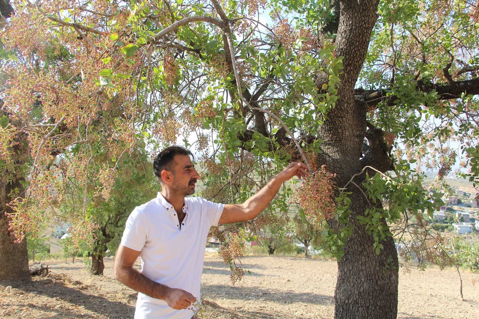 Kuraklık bıttımı vurdu, çiftçiler dertli