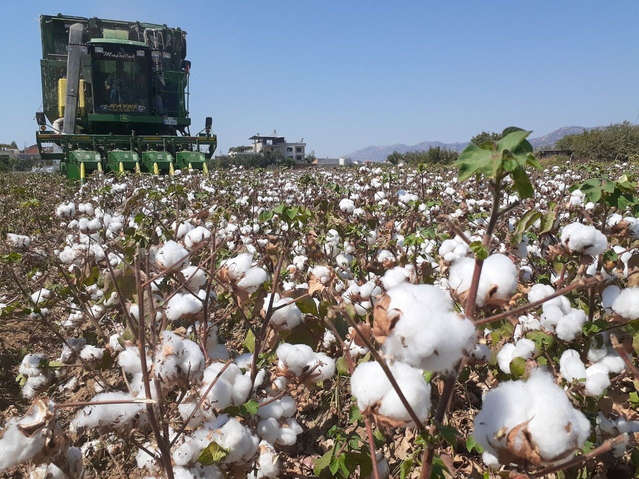Aydın’da pamuk, kuraklığa rağmen üreticisini sevindirdi
