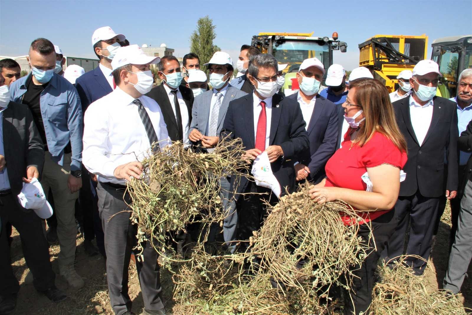 Yer fıstığı üretiminde rekor artış yapan Şırnak’ta şenlikli hasat